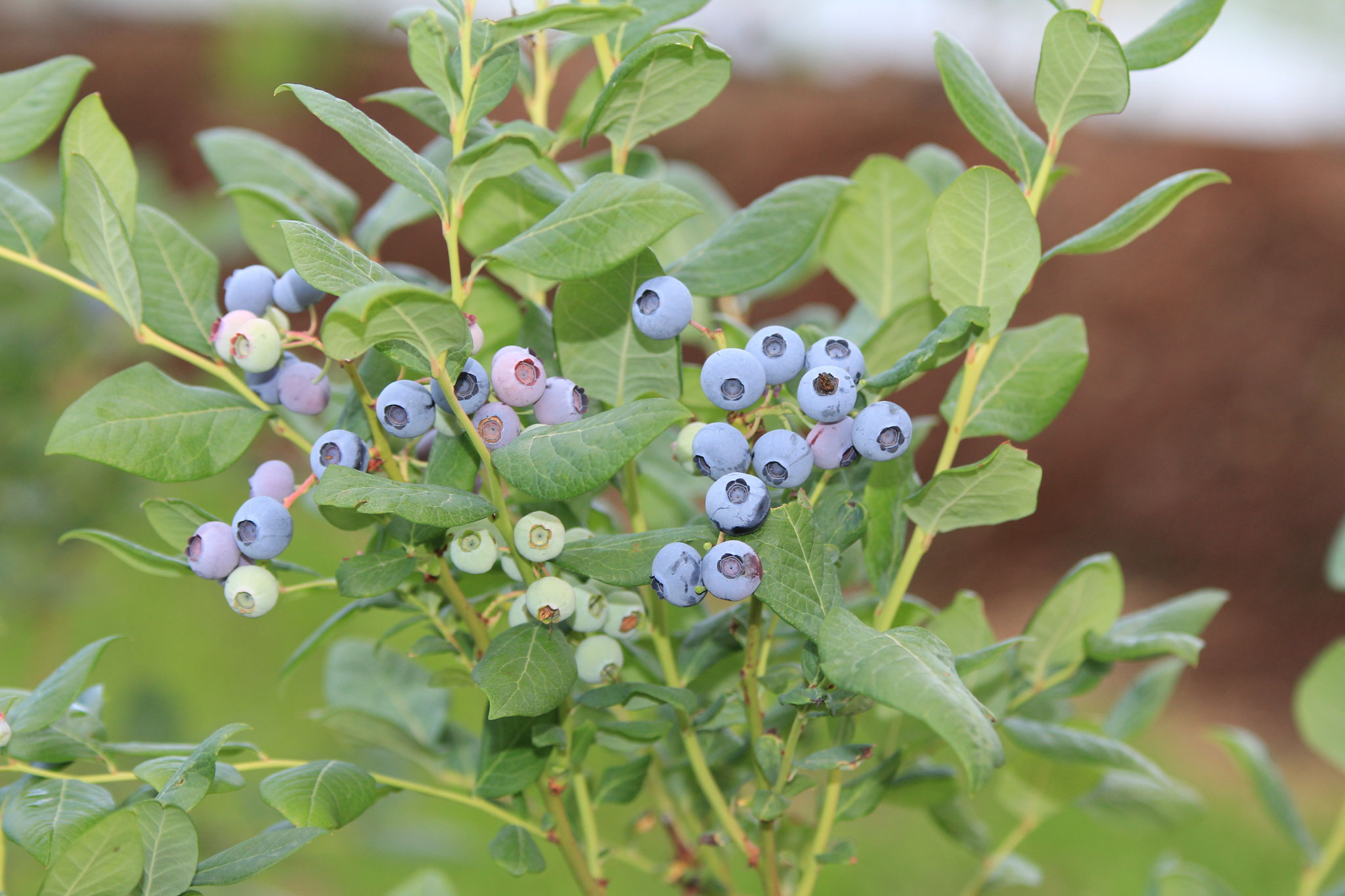 14. Juli 2017 Unsere ersten Heidelbeeren
