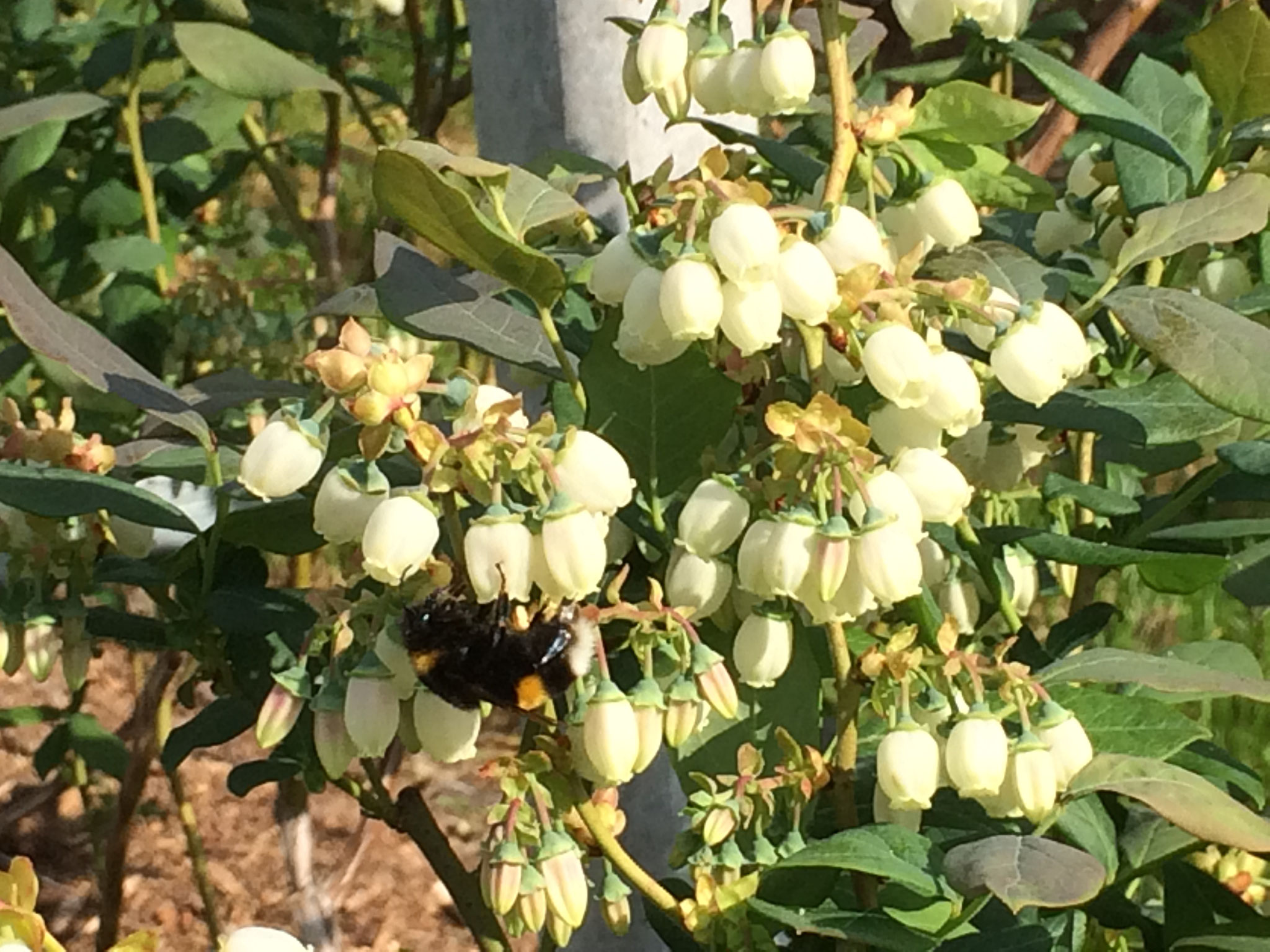 7. Mai 2018  Eine Hummel beim bestäuben der Heidelbeerblüte 