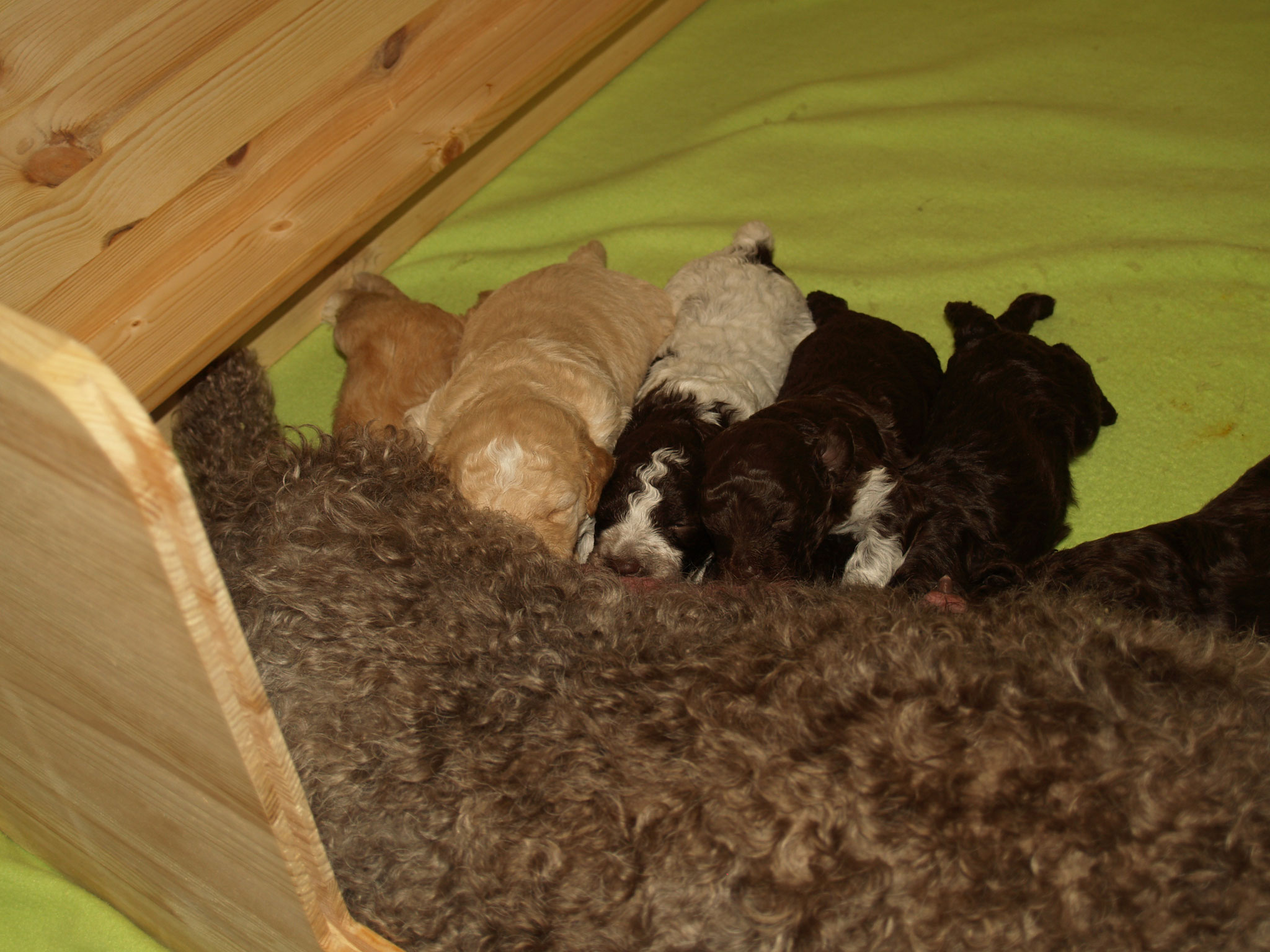Die anderen schmecken bestimmt besser.