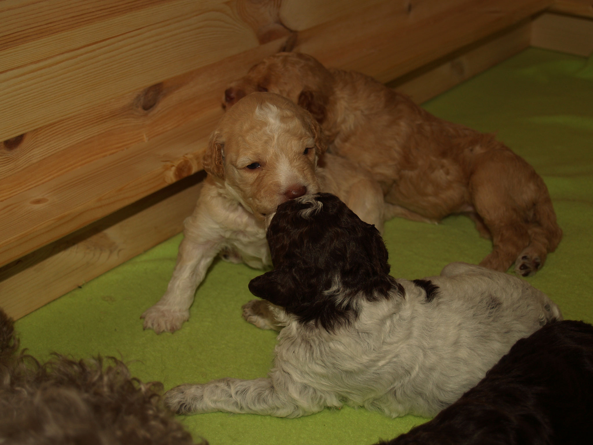 ...dann will Alessio Alano wohl fressen - lach!