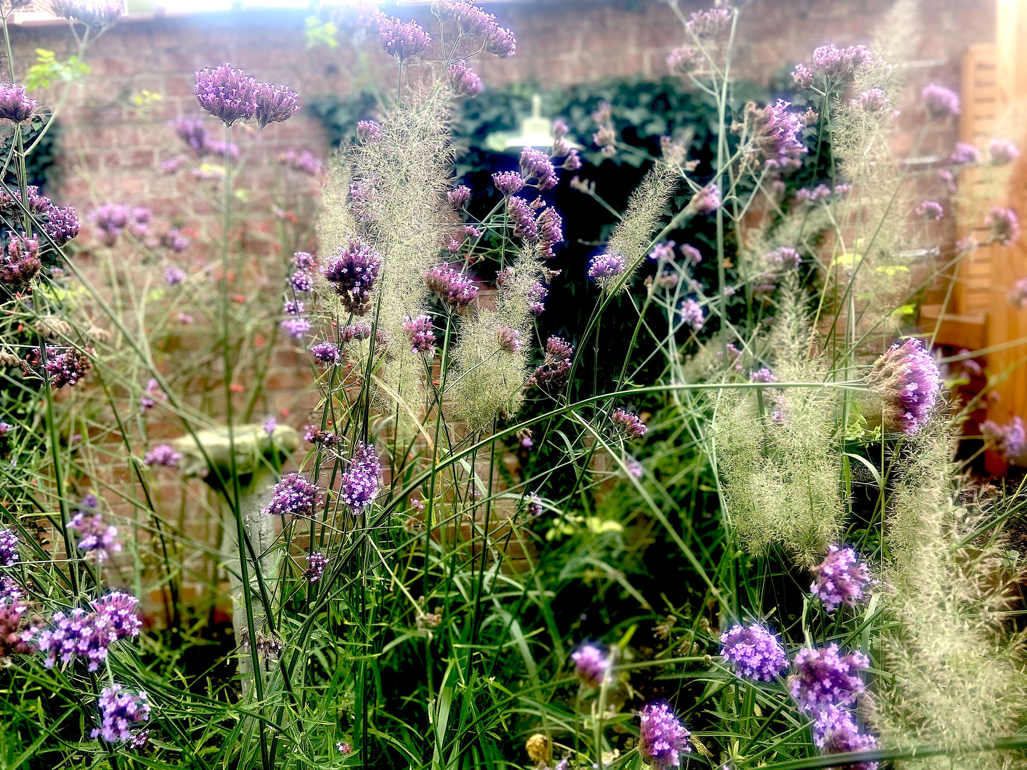 Jardin de ville 50m2 - Jardin naturaliste - Détail de végétation / Verbena bonariensis et calamagrostis brachetrycha. Aménagement Jardin Bruxelles