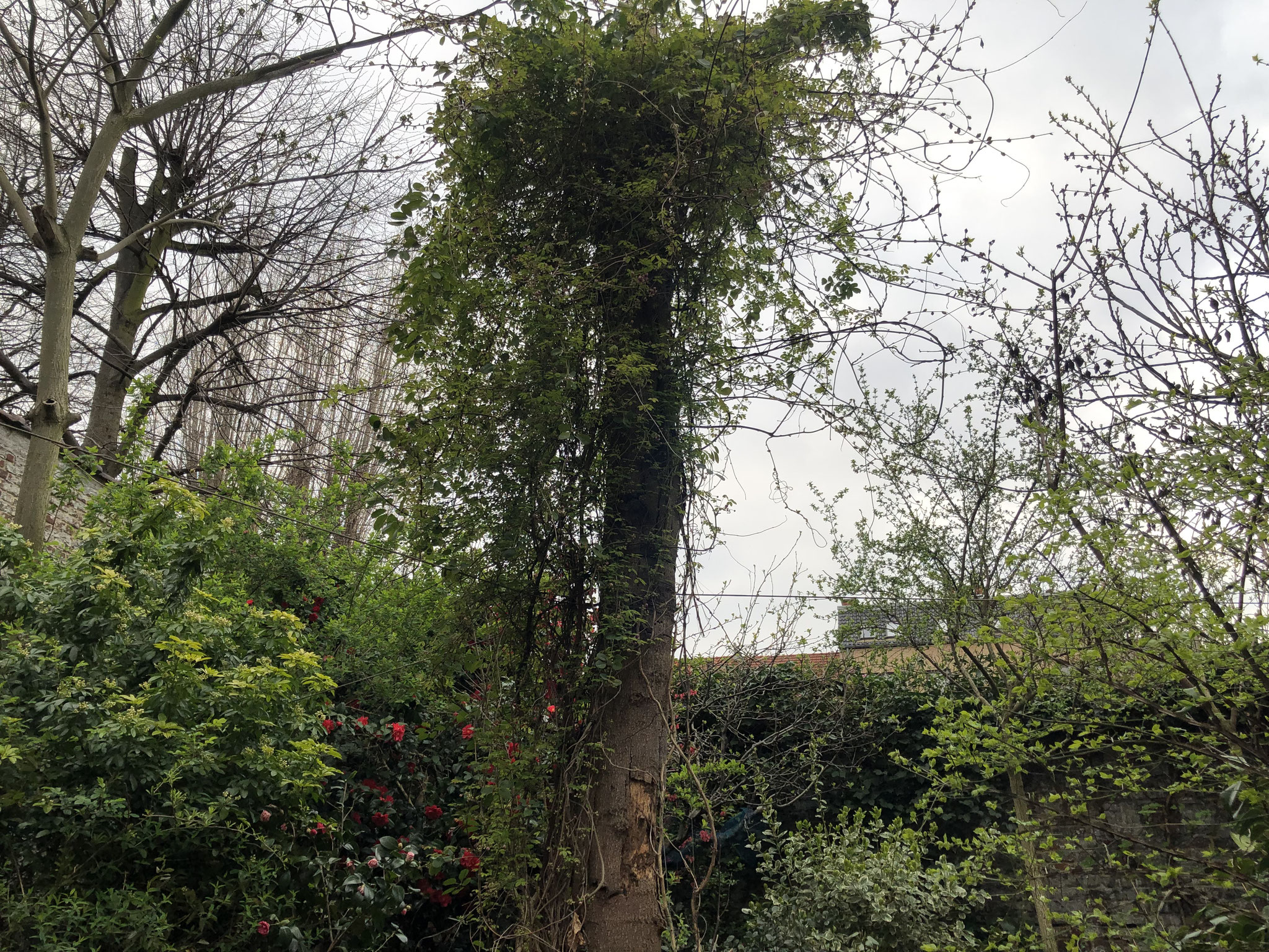 Jardin de ville 200m2 - Ambiance sous-bois - Arbre mort avec grimpante. Aménagement Jaridn Bruxelles
