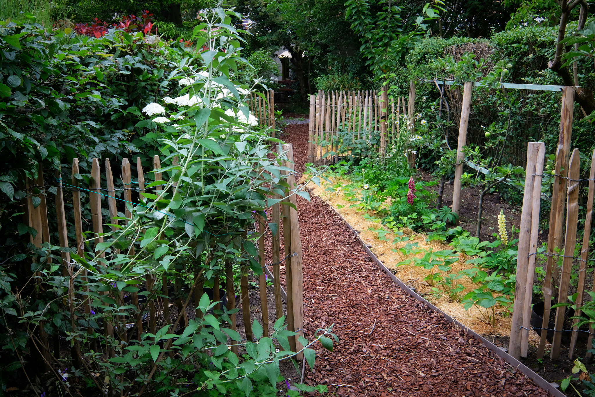 Jardin de ville 120m2 - Agroforesterie urbaine - Entrée dans le verger. Aménagement jardin Bruxelles.