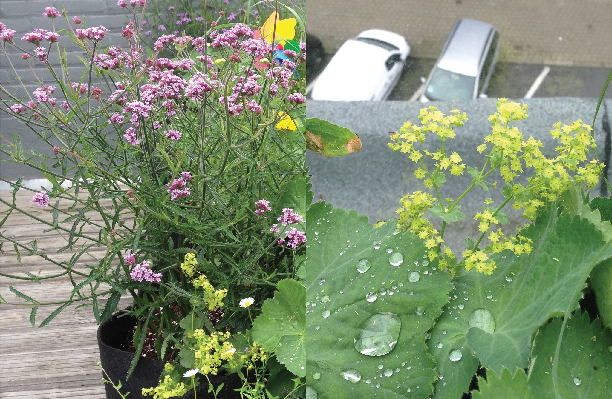 Terrasse 30m2 - Conception & réalisation - Détail. Amenagement jardin Bruxelles