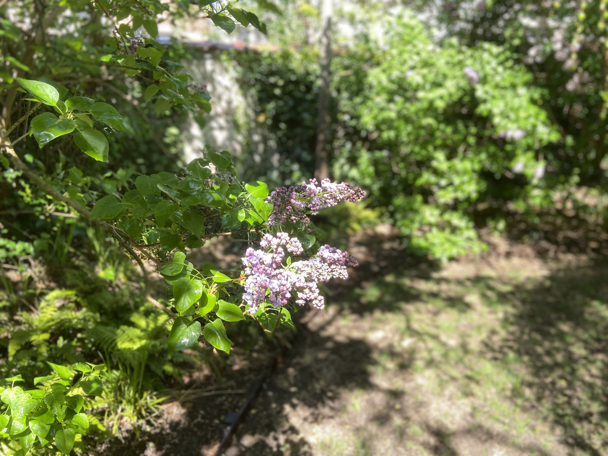 Jardin de ville 250m2 - Jardin contemporain - Détail végétation - Printemps 2022. Aménagement Jardin Bruxelles