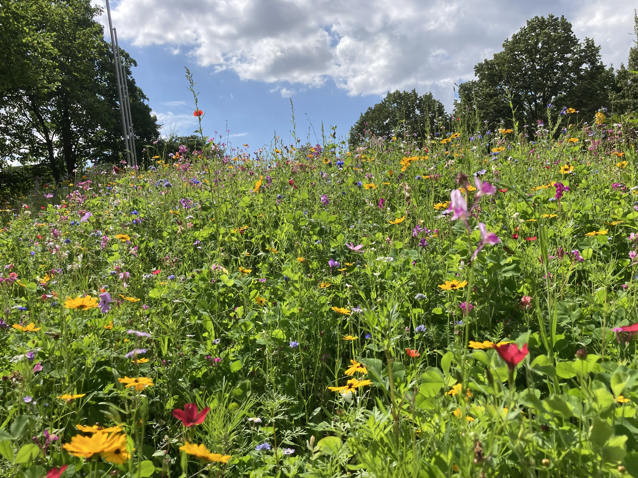 Viele verschiedene Blüten...