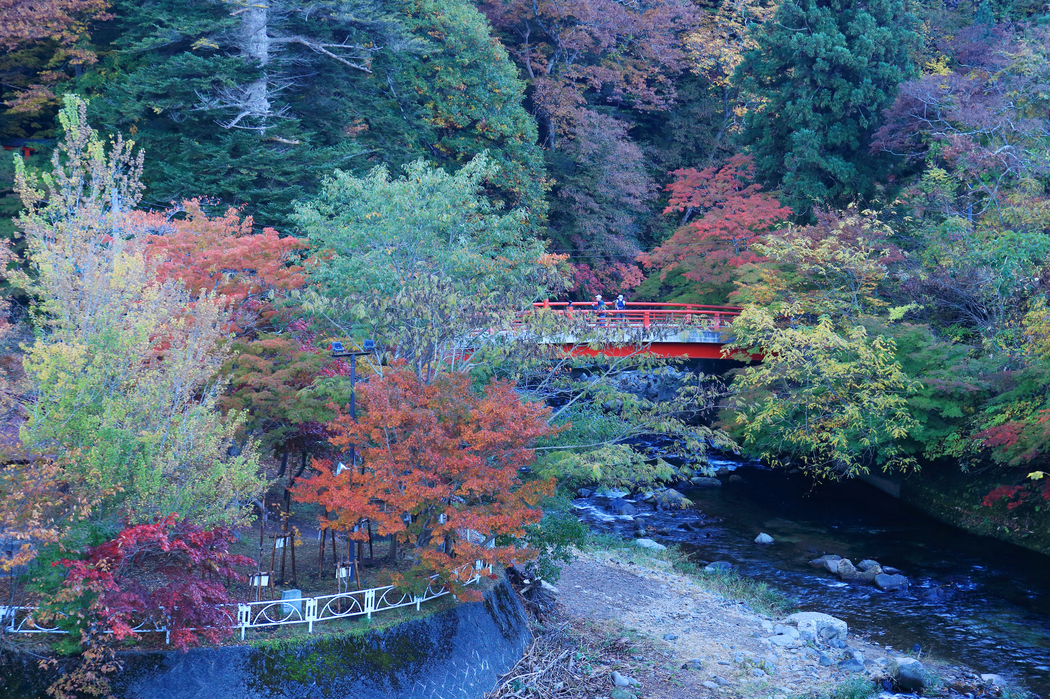 早朝の紅葉山の一部