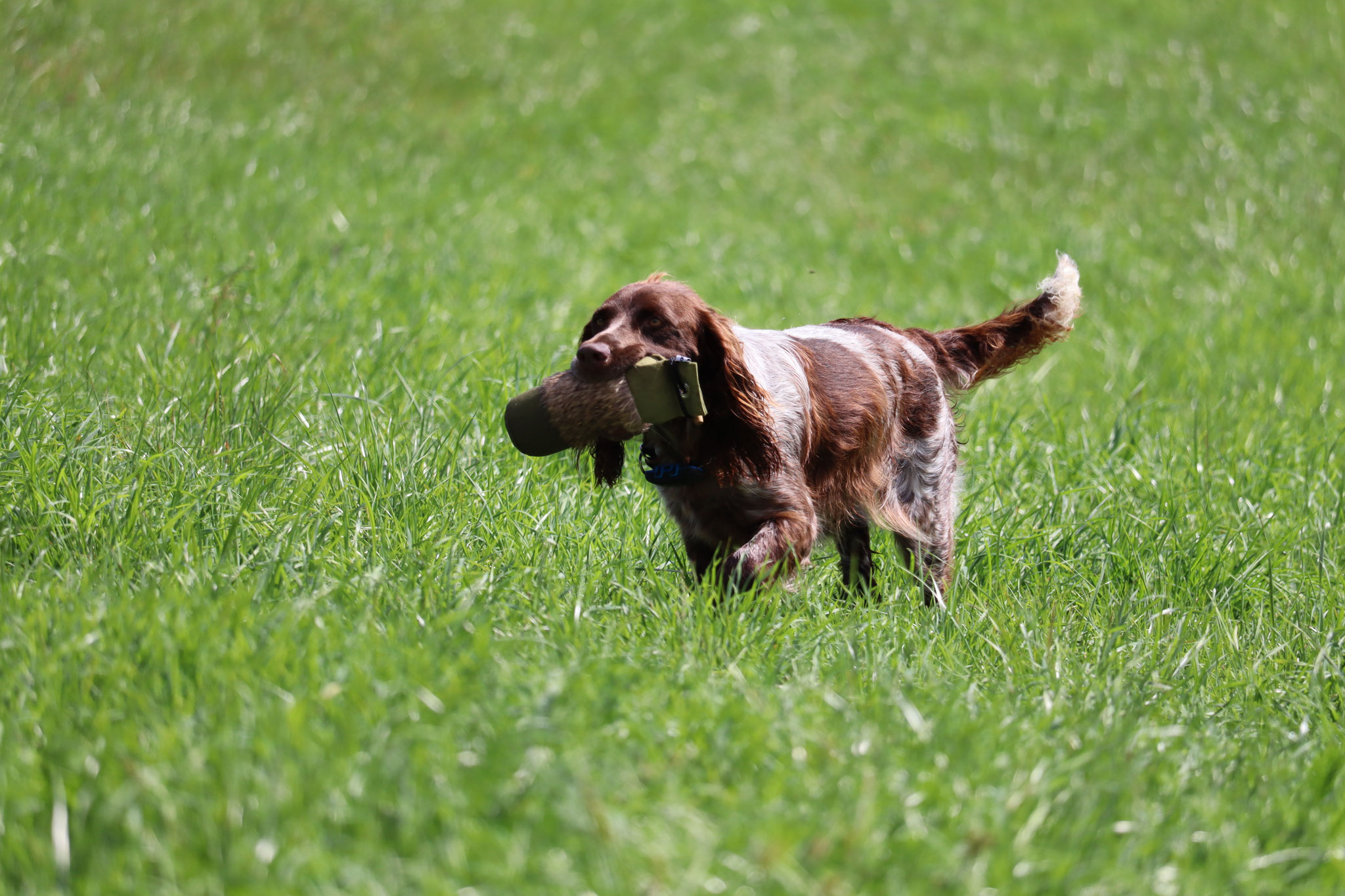 IMpressionen vom EP/EPB Übungstag - wachtelhund-oberbayern-des Webseite!
