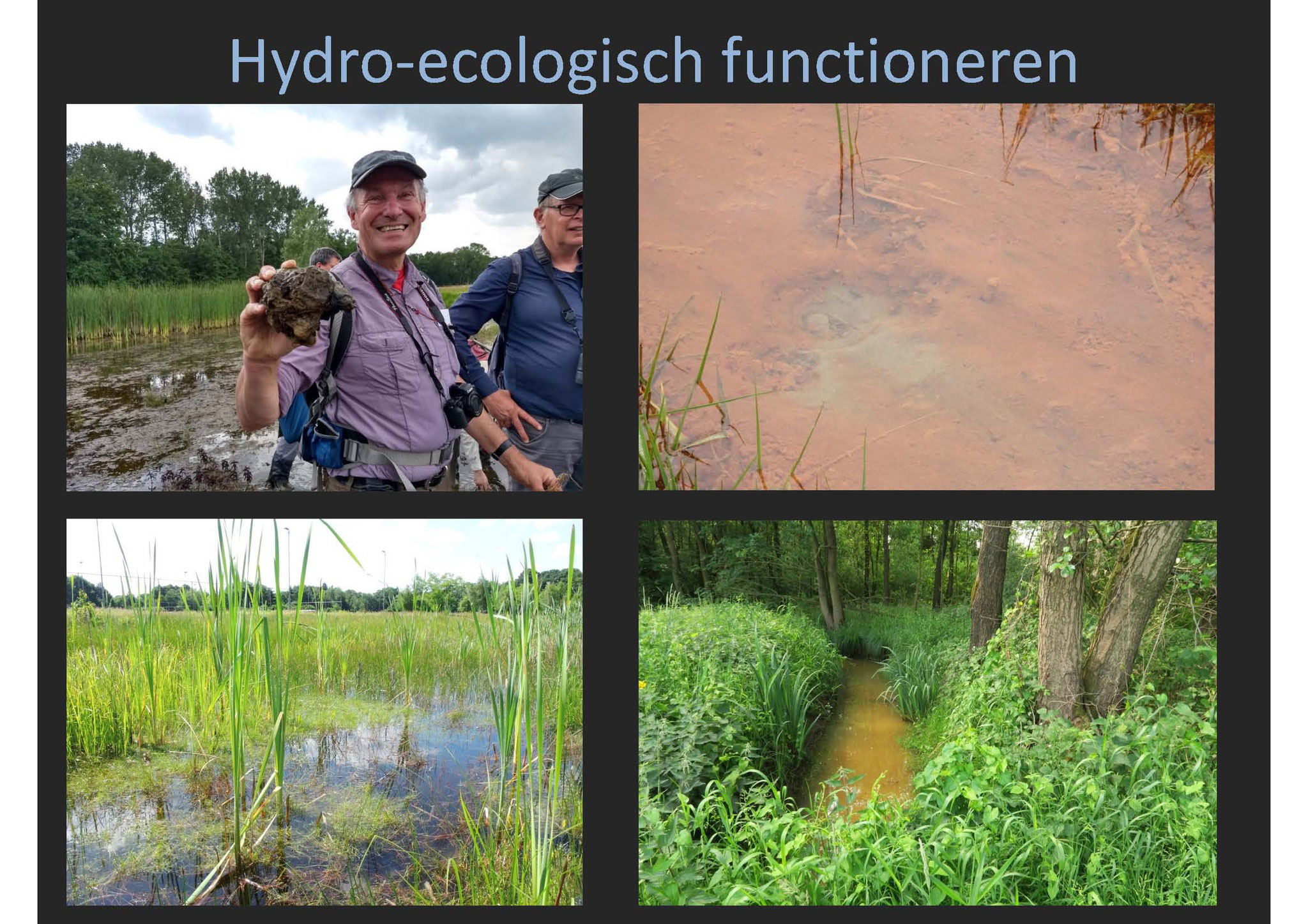 Van groot belang voor het functioneren van de Zumpe: de hydro-ecologie. Op de foto's met de klok mee: een brok ijzeroer, ijzerneerslag in sloot, basenarme kwelsloot, ijzerneerslag in Zompesloot. 