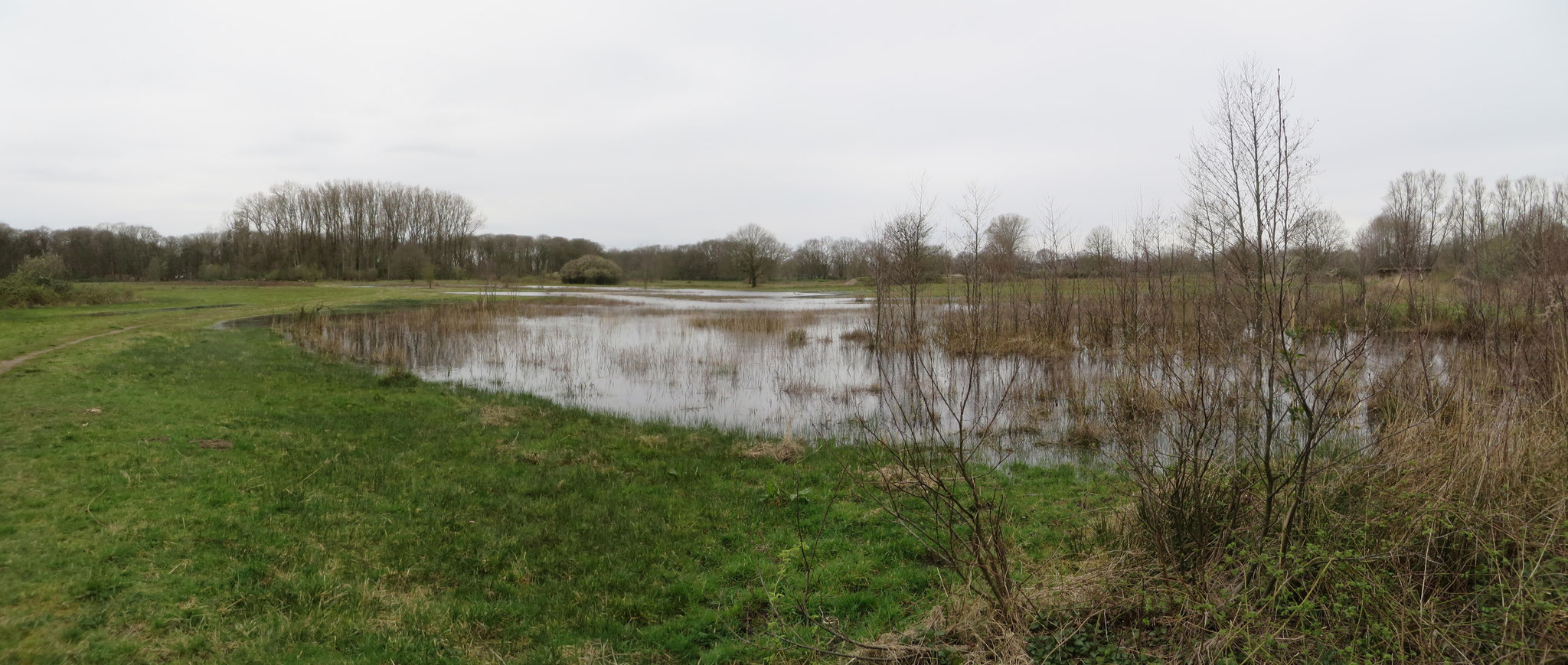 Op 20-3-2020 staat het water tot aan het wandelpad en vormt als het ware een grote plas.