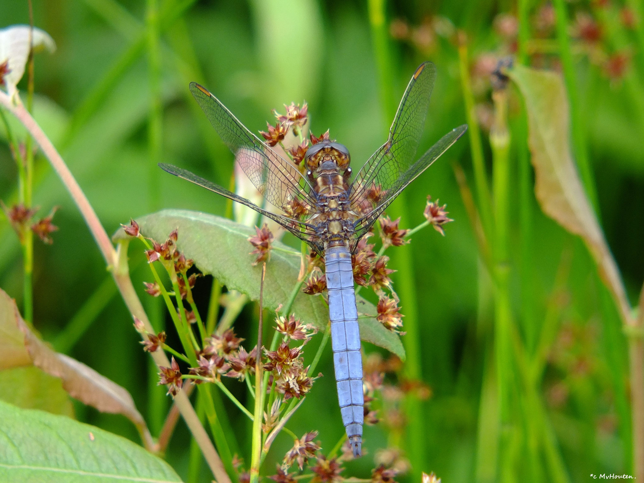 Beekoeverlibel (Orthetrum coerulescens; foto Maarten van Houten)