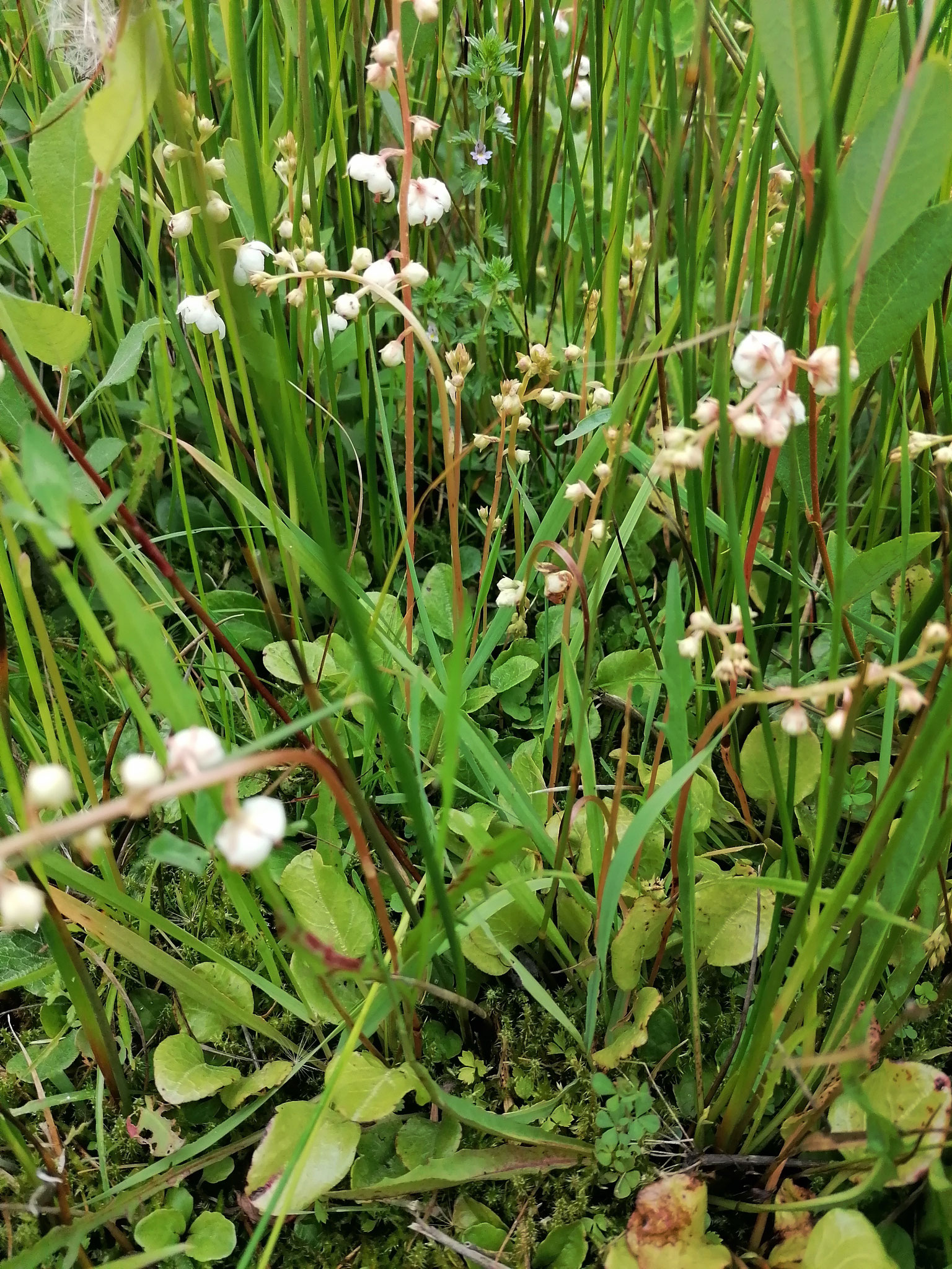 Rondbladig wintergroen (Pyrola rotundifolia)