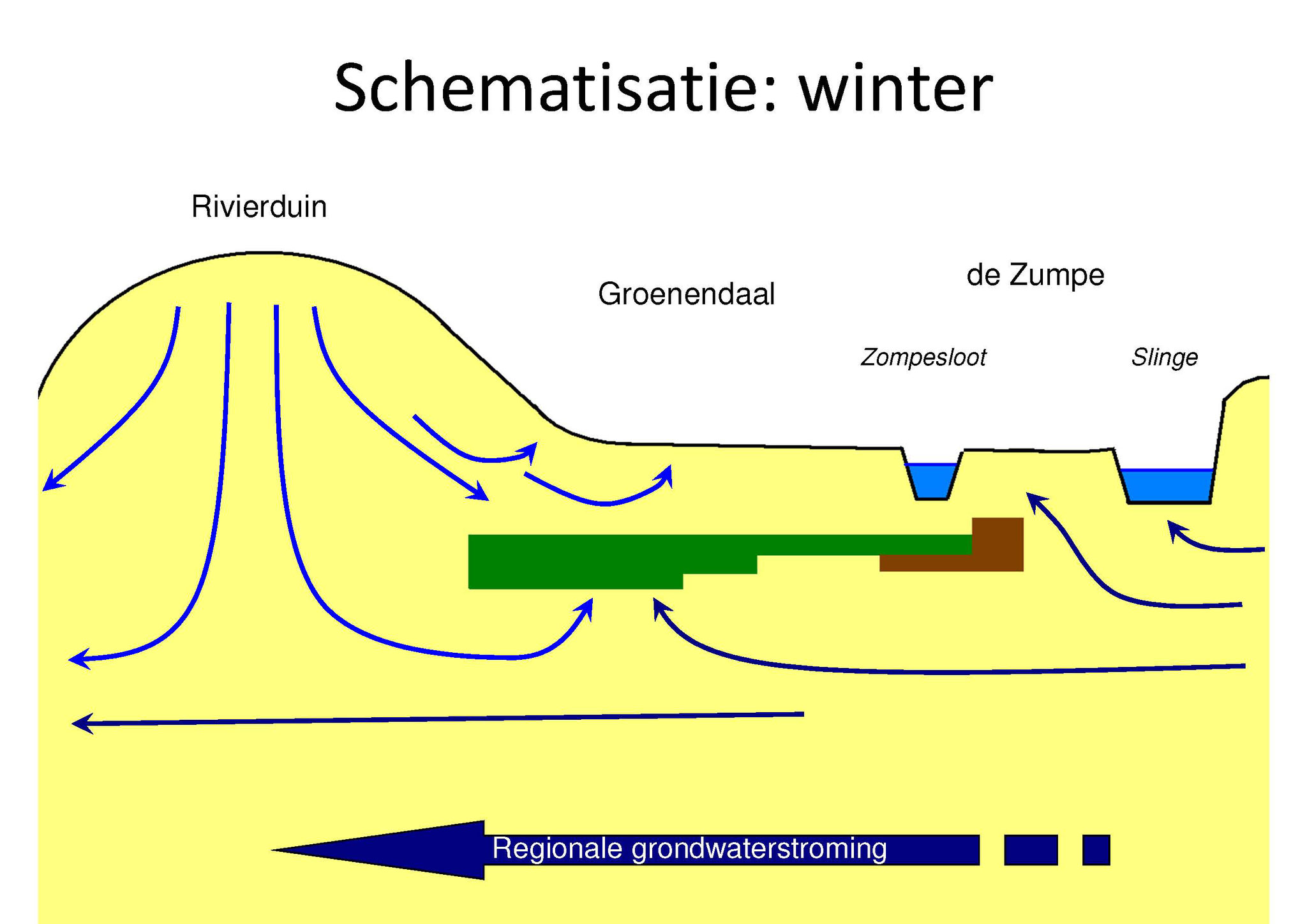 Geschematiseerd functioneren van de hydrologie in de Zumpe. Basenarm grondwater vanuit de rivierduinen (lichtblauwe pijlen) ontmoet kalkrijk grondwater (donkerblauwe pijlen) vanuit de hogere zandgronden van de Slangenburg.