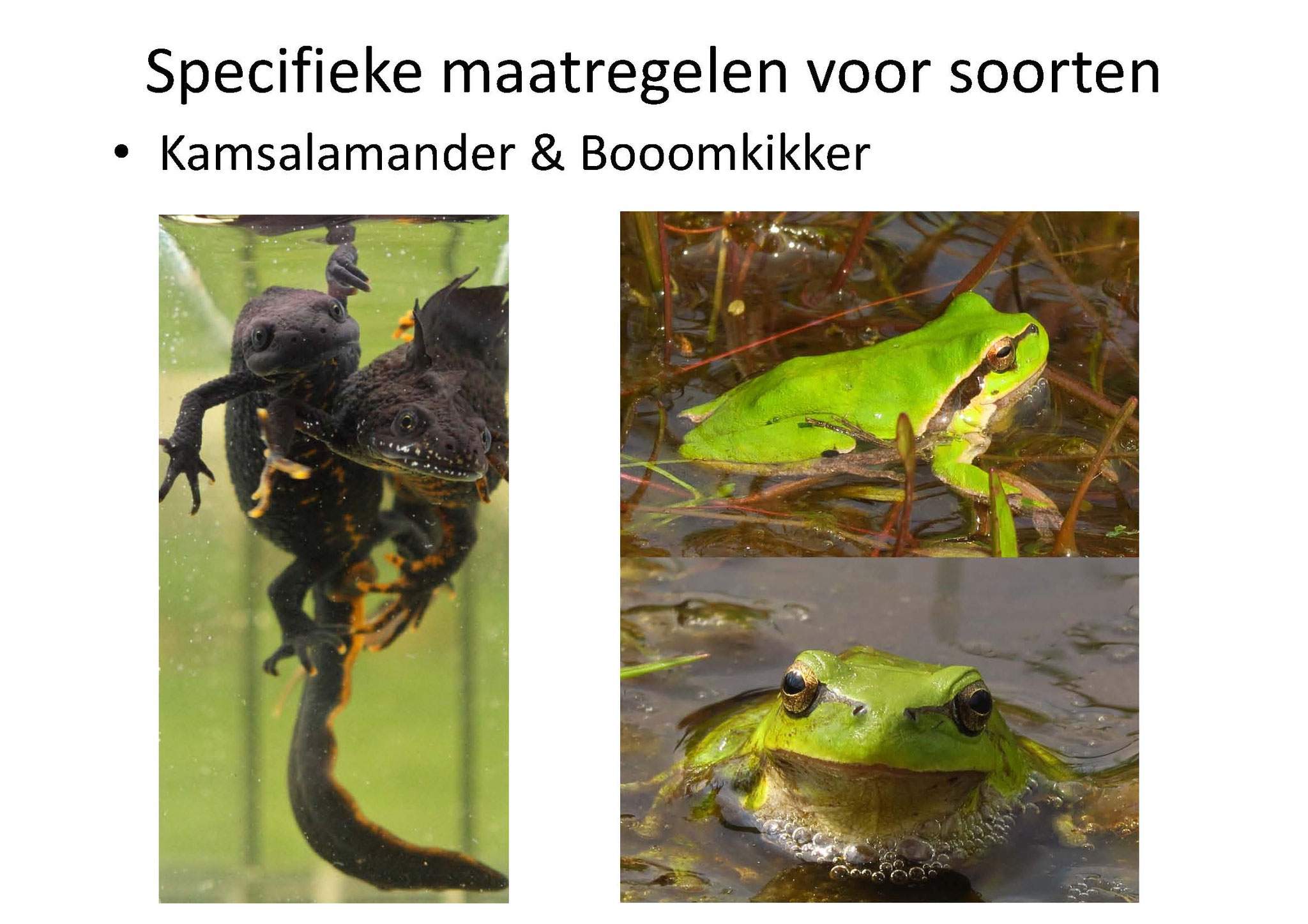 Getracht wordt met o.a. poelen de omstandigheden voor Boomkikker en Kamsalamander te optimaliseren.