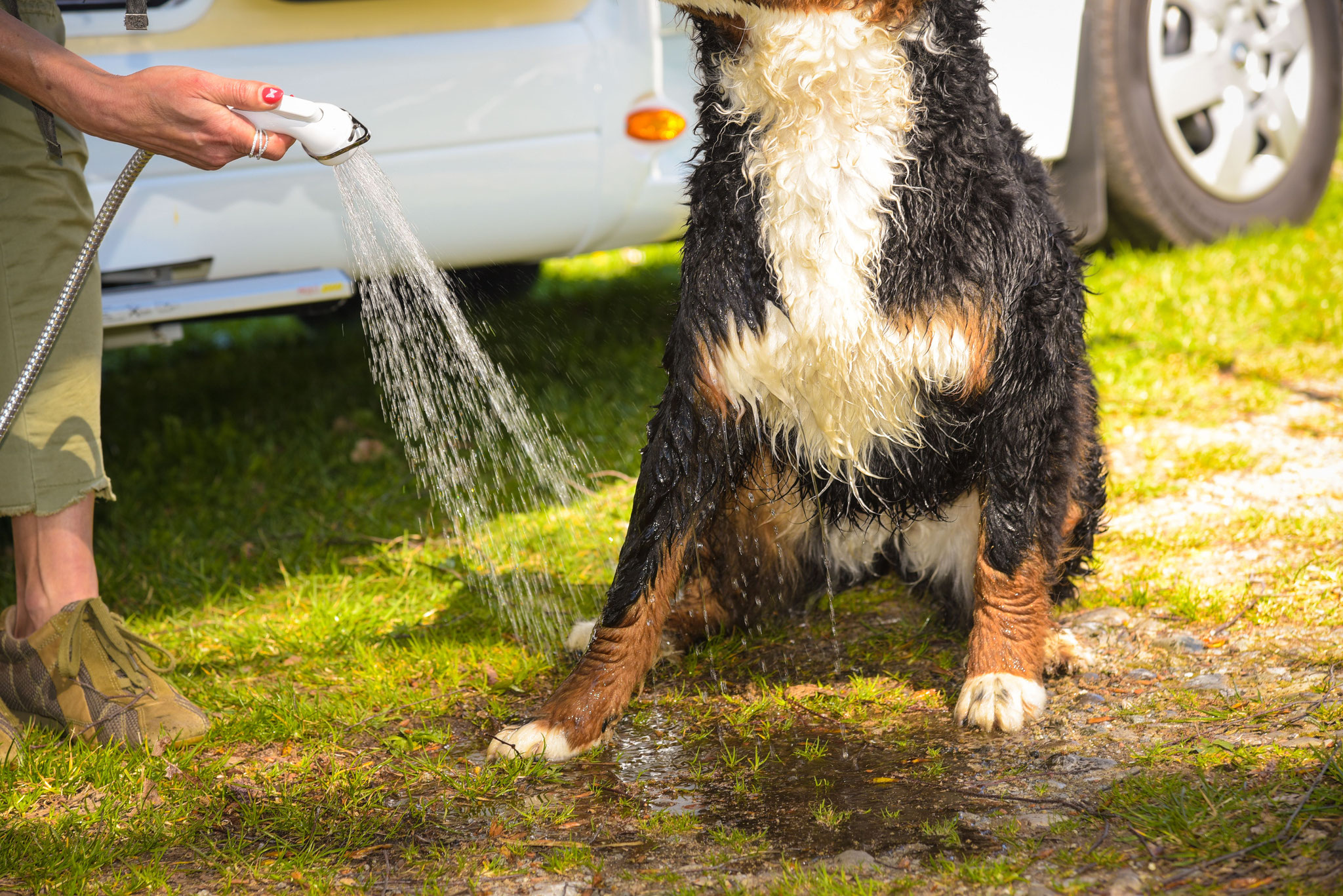 PfotenCamper Wohnmobil für Ihren Hund PfotenCamper Wohnmobil für