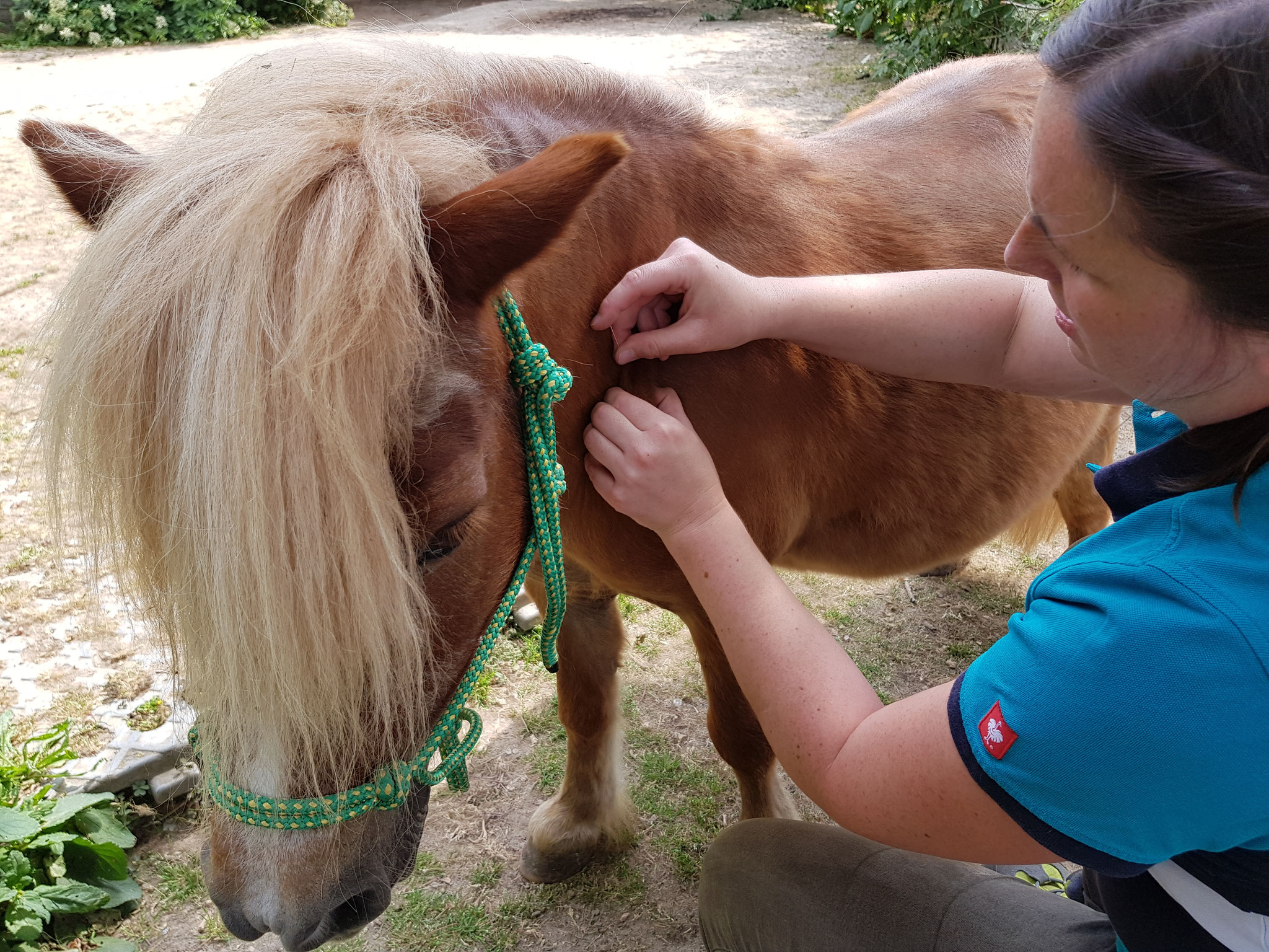 Equines Dry Needling nach Methode Schachinger
