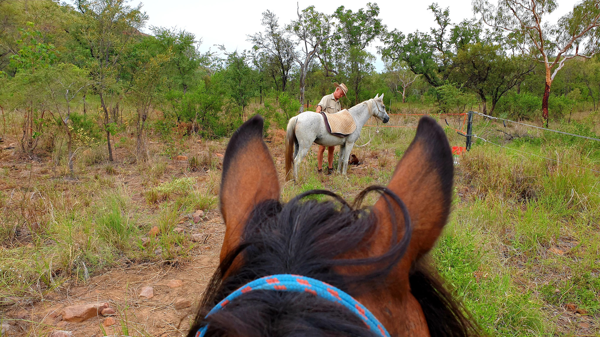 Kachana ponies are small and tough!