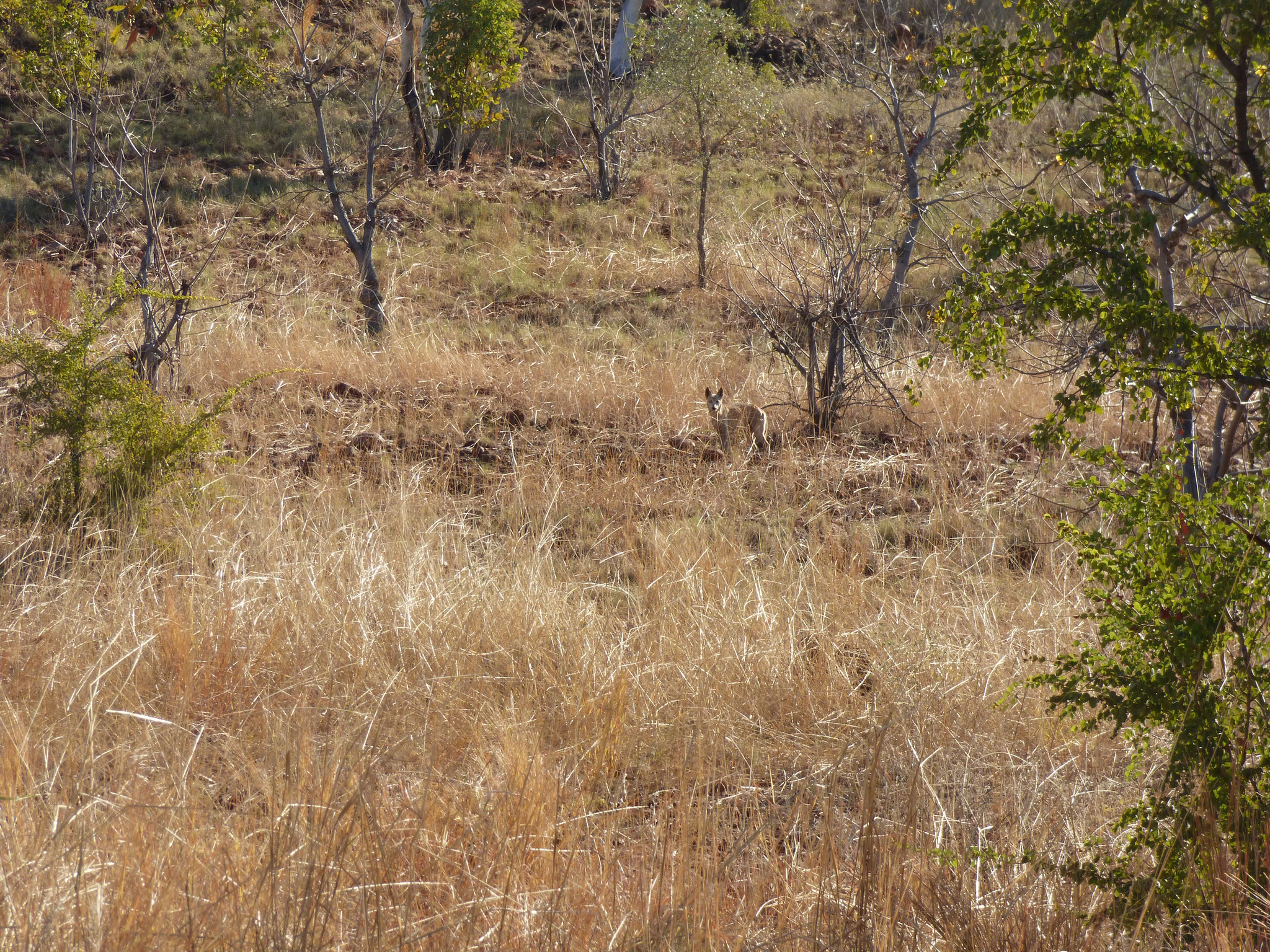 A single dingo is no threat to a donkey, however dingos also hunt in packs