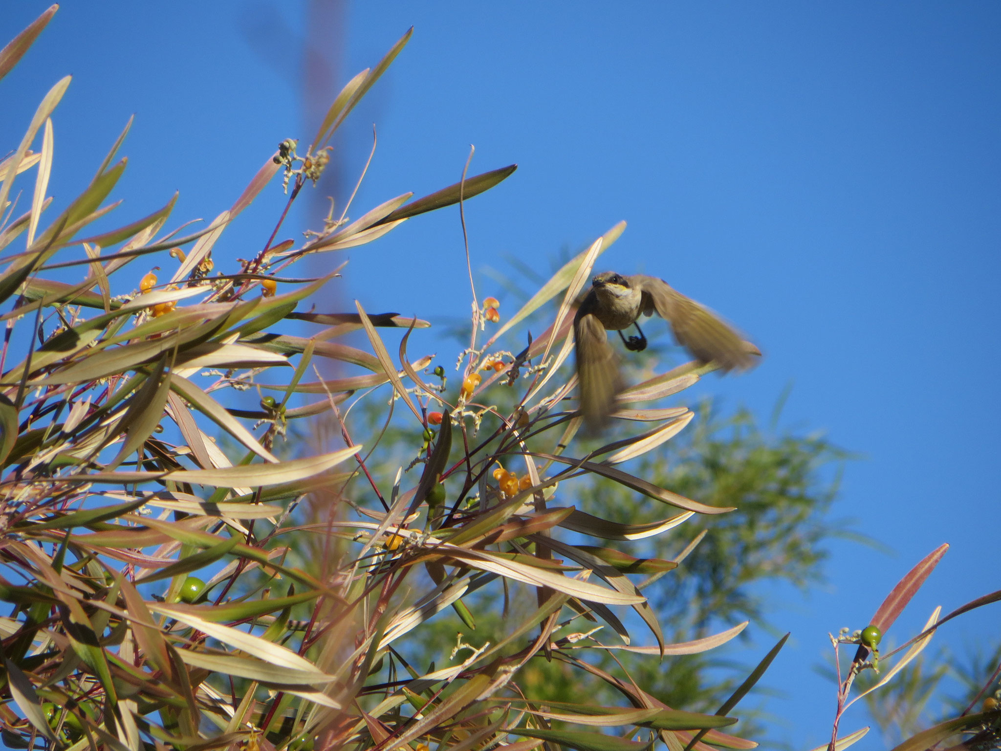 White-gaped honey eater in flight