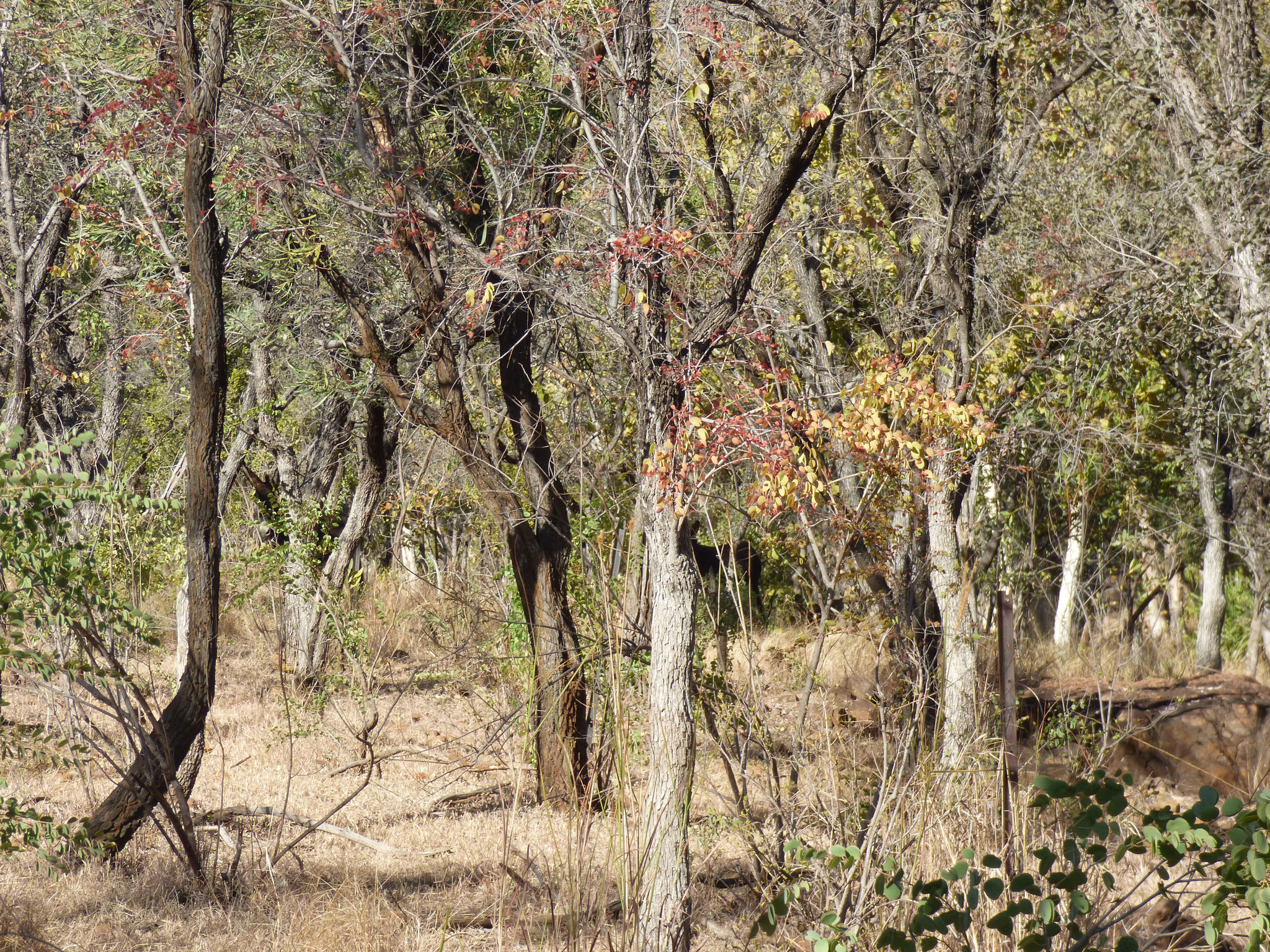 Forests protect against the sun, but not from pack-hunting predators