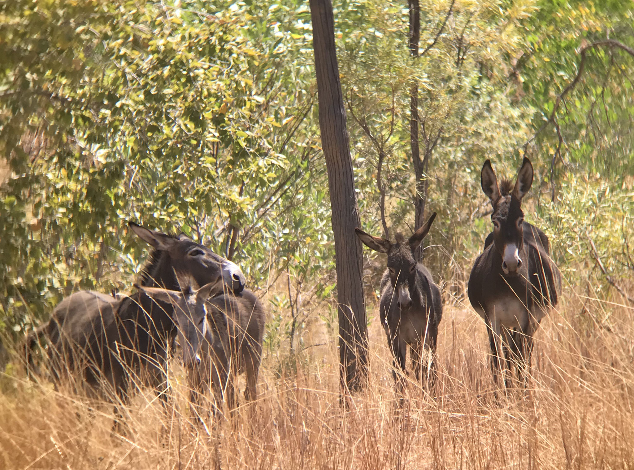 Donkeys spotted