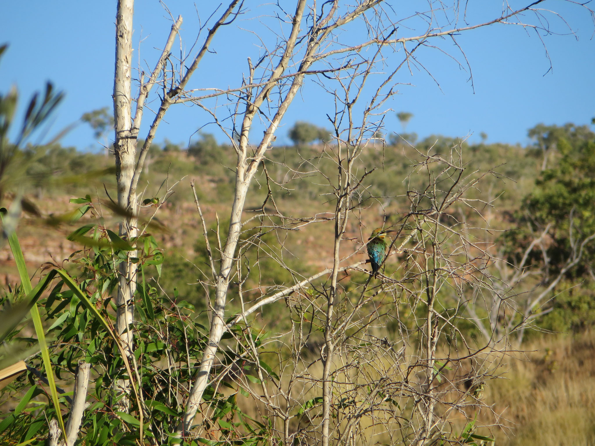 Rainbow Bee Eater