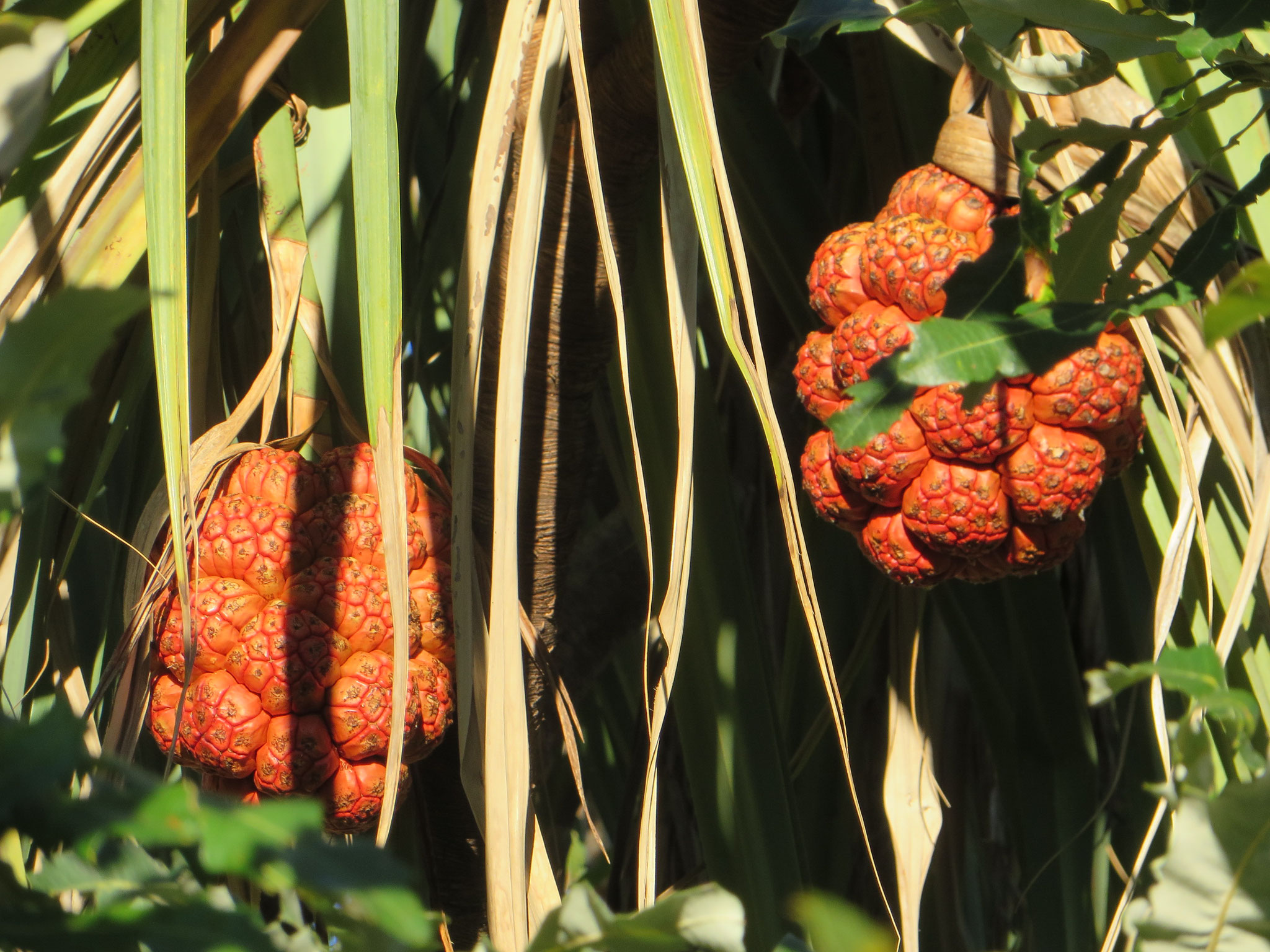 Pandanus fruit ripens from green to orange and red