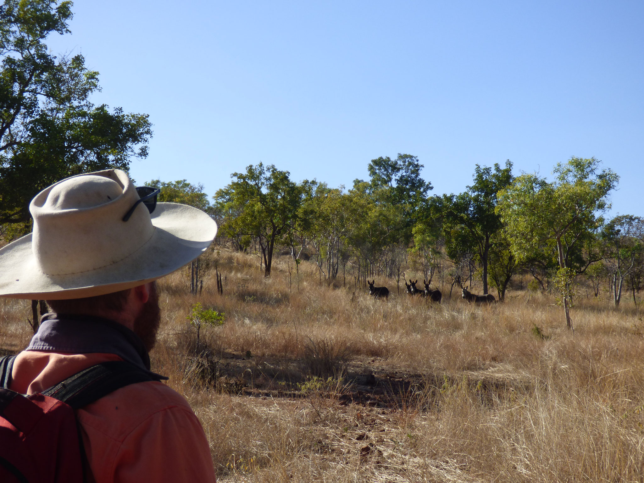 In this landscape wild donkeys are the primary cyclers of dry vegetation 