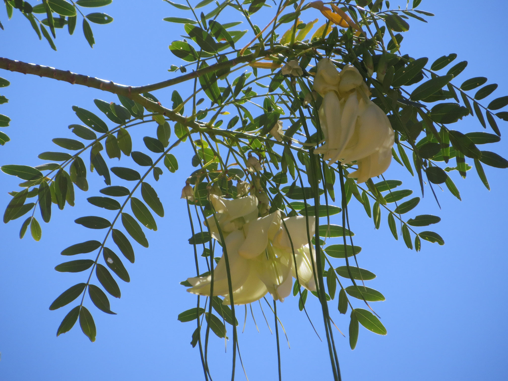 Dragon-Flower Tree (Sesbania fromosa) in full bloom