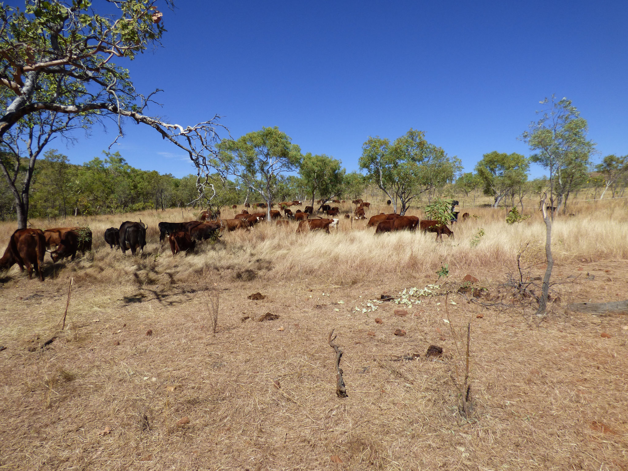 Cattle reducing fire danger 