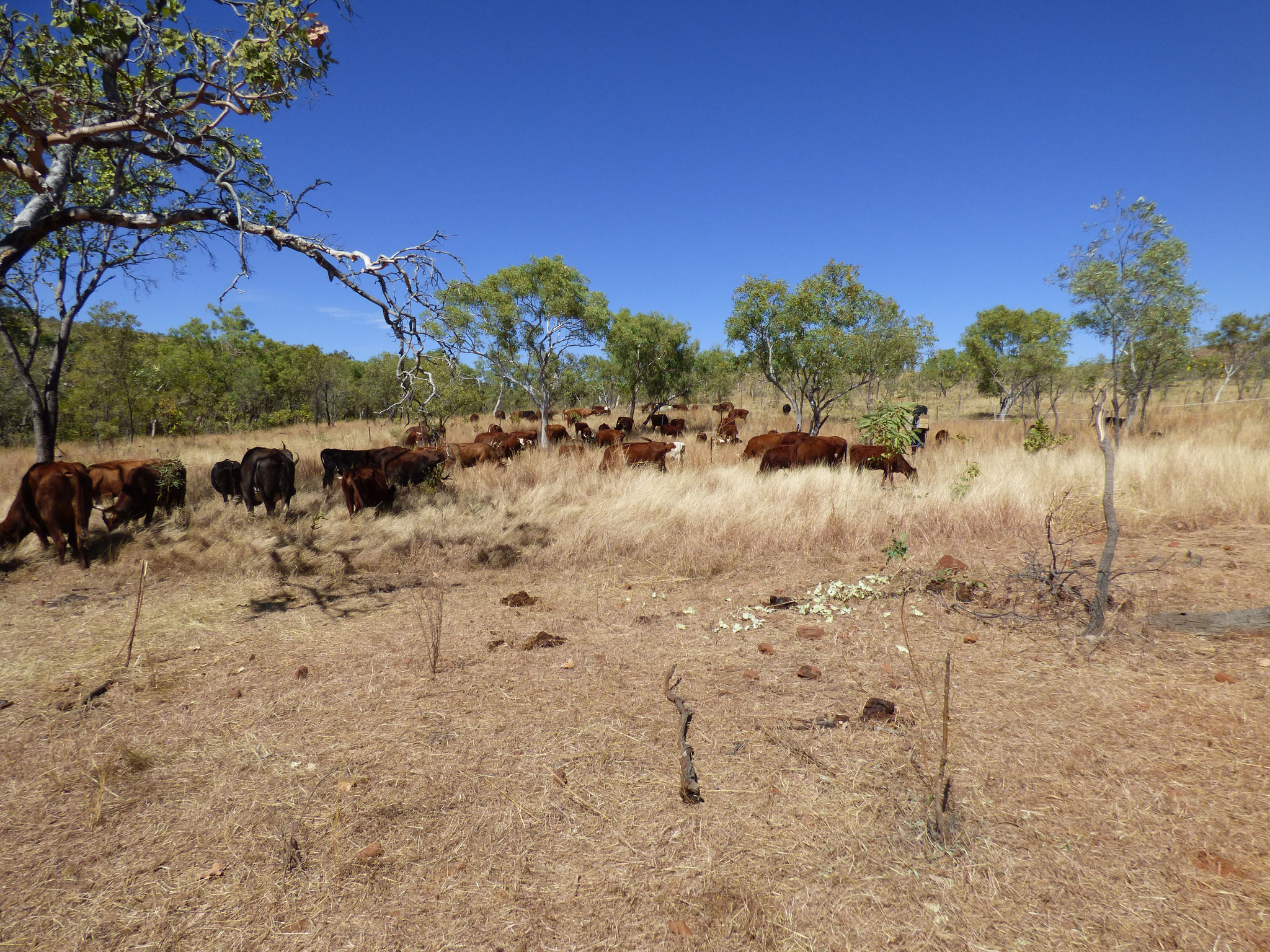 Cattle reducing fire danger 