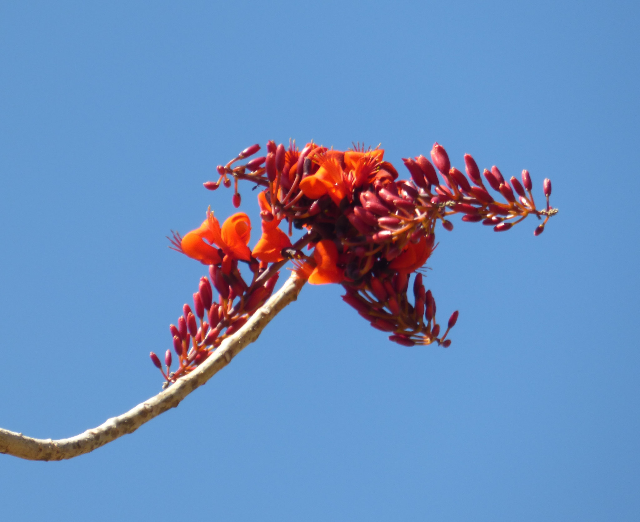 Flowering Bats-Wing Coral tree