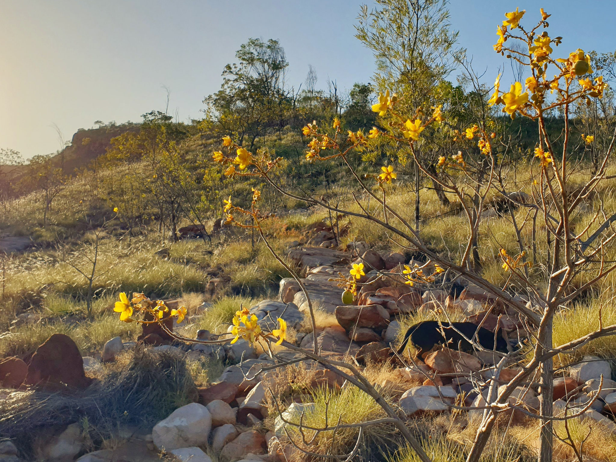 Kapok flowers in the morning sun