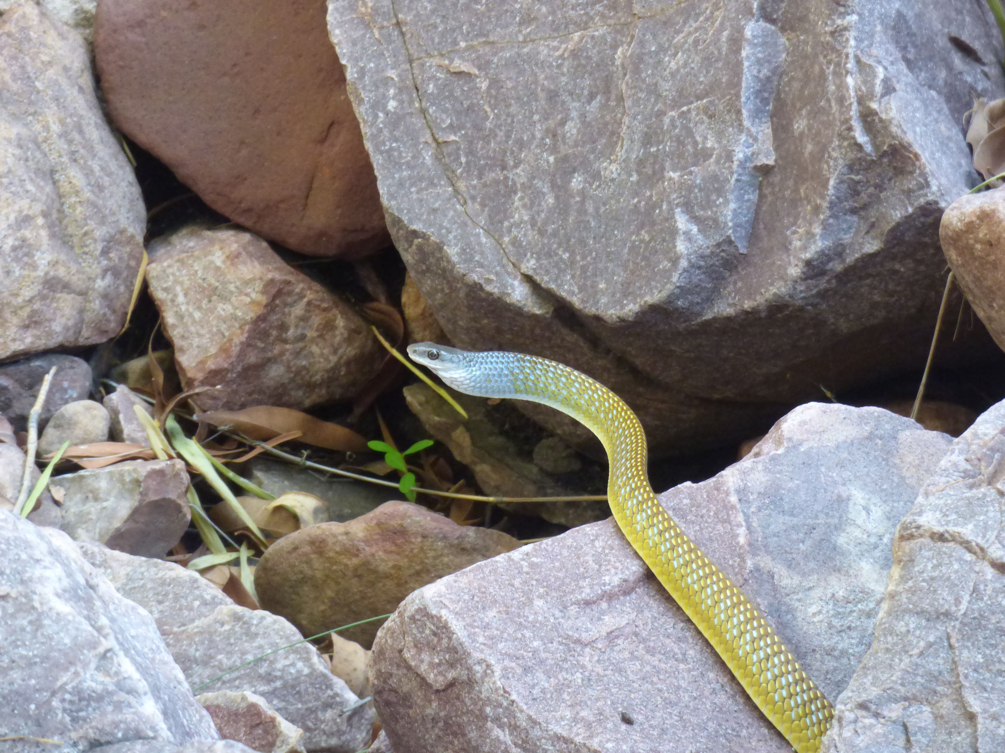 Golden tree-snakes feed mainly on frogs and birds, but also eat small reptiles and mammals