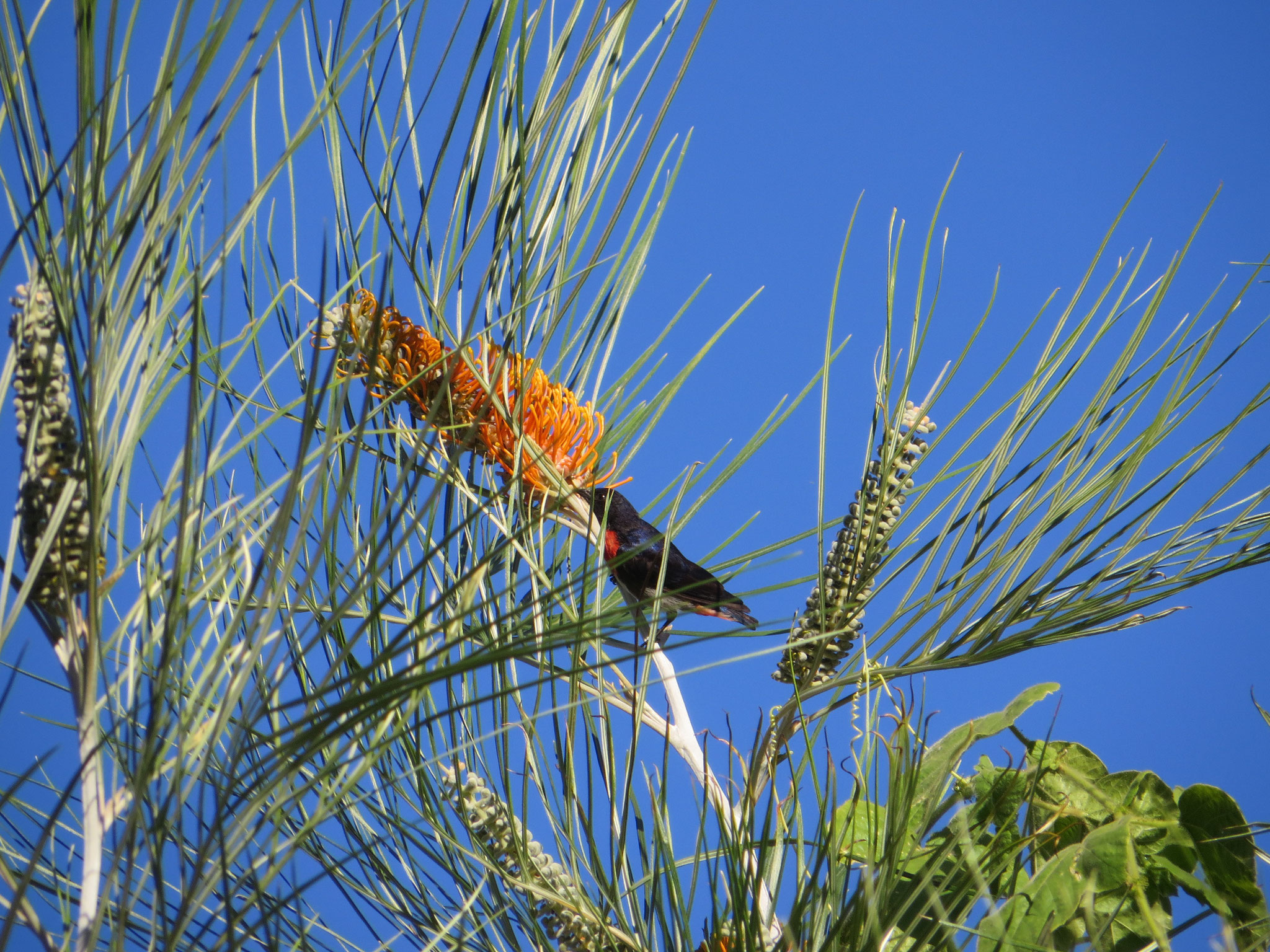 Mistletoe bird enjoying the flower of the Silky Grevillea Tree (Grevillea pteridifolia)