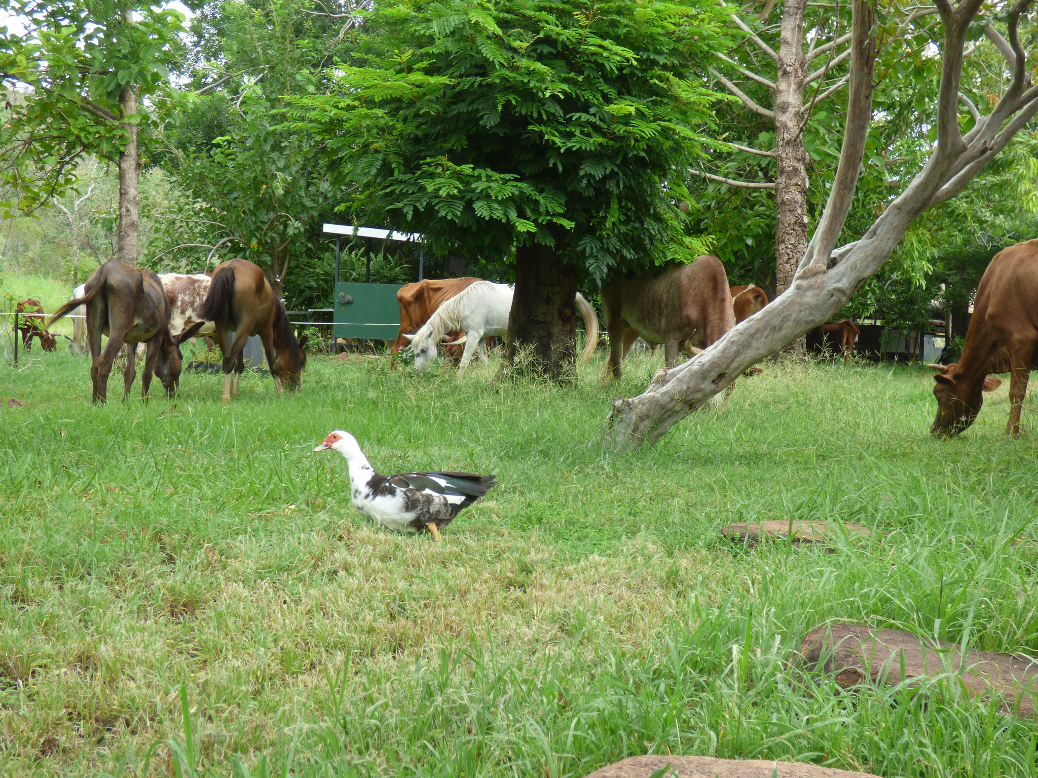 We see value in multi-species herds!