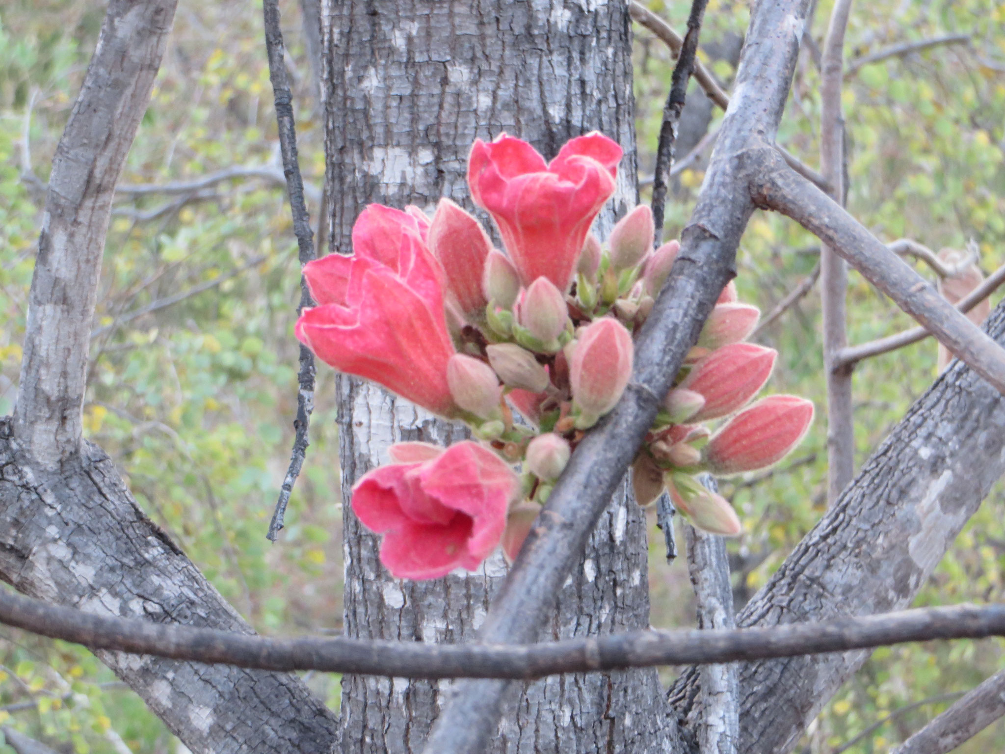 A cluster of Kimberley Rose - Kurrajong