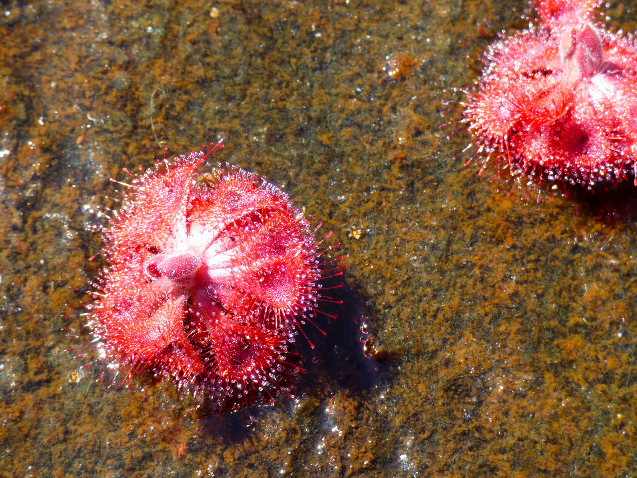 Sundews catch insects 