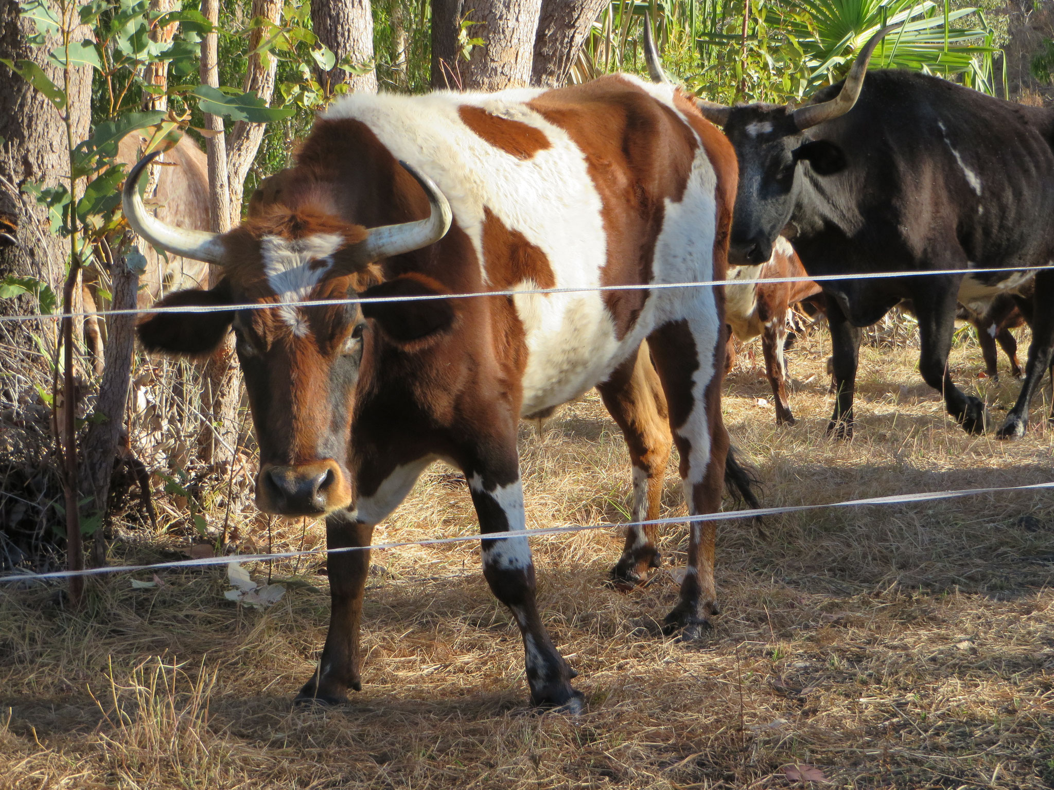 Kazakhstan the Eco Bullock