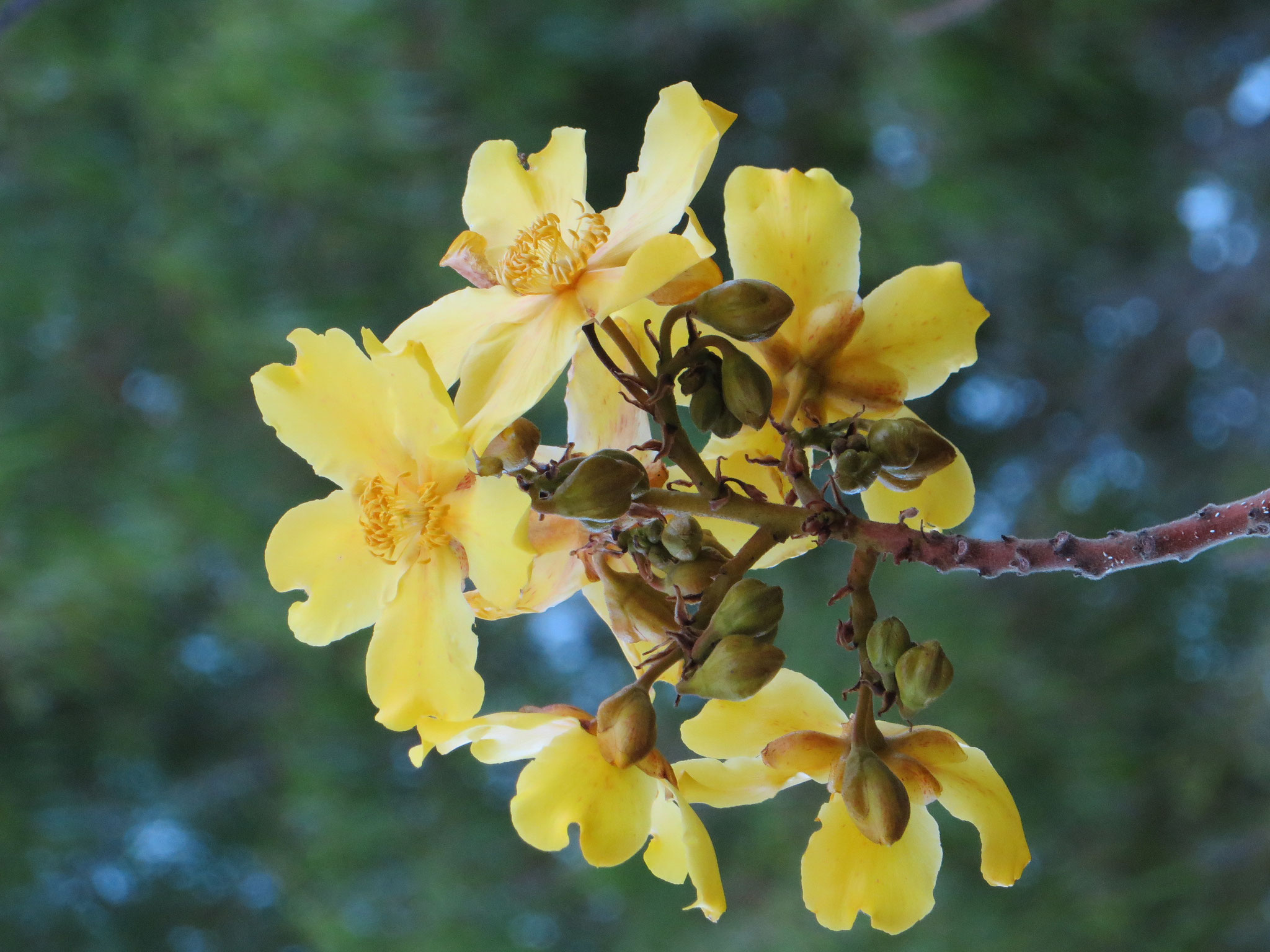 Kapok tree (Cochlospermum fraseri) flowers