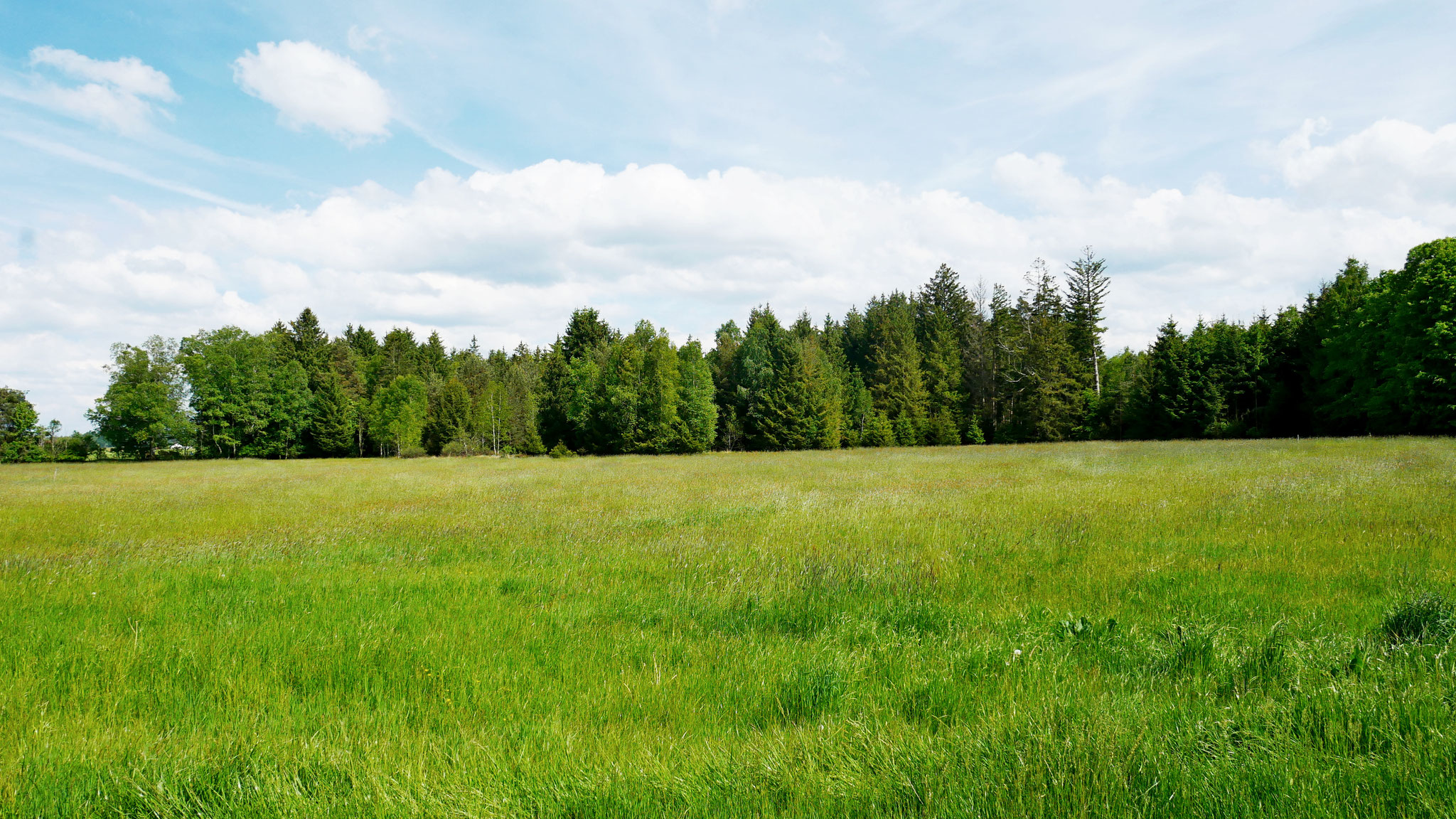 Blick Ri. Süden über die eigenen Wiesen