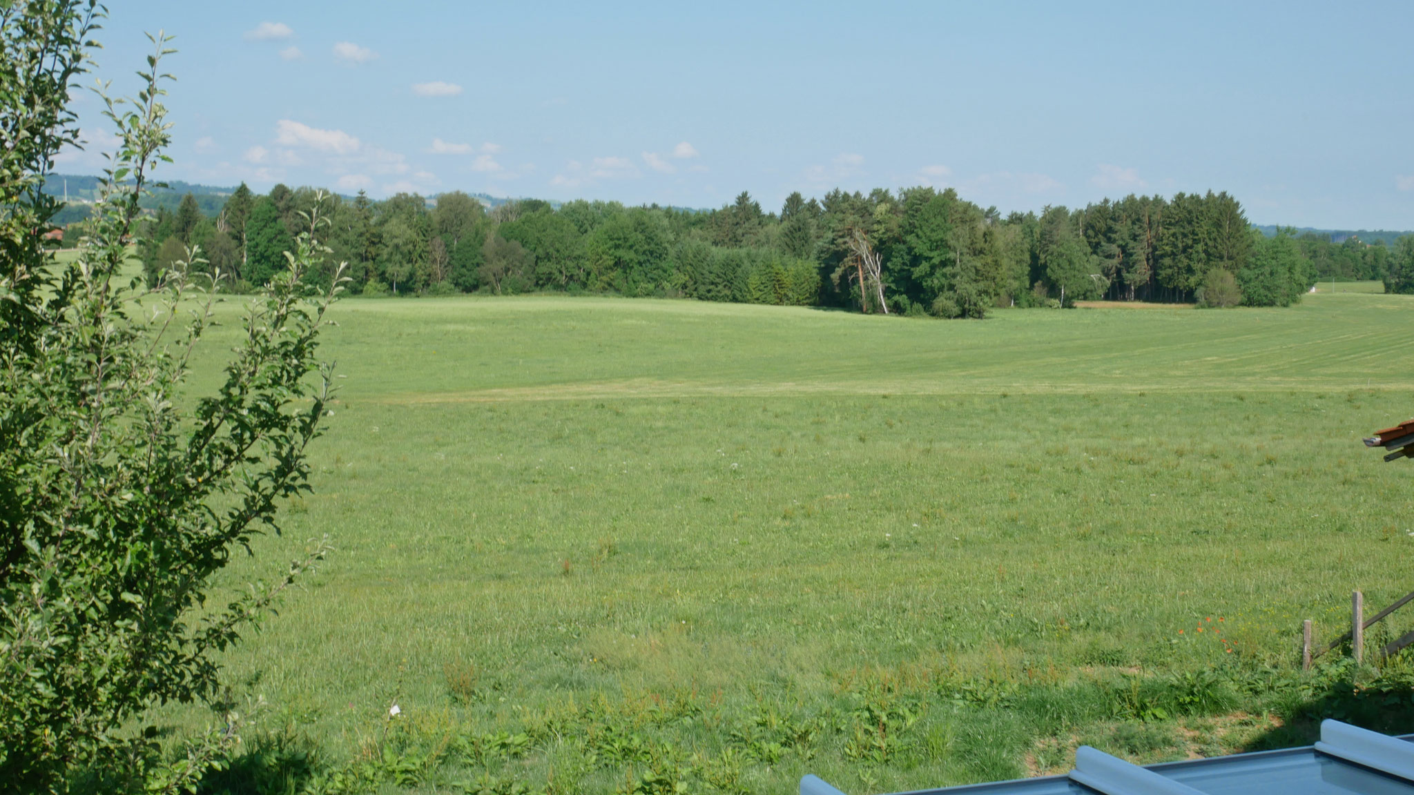 Blick auf angrenz. Wiese u. Wald