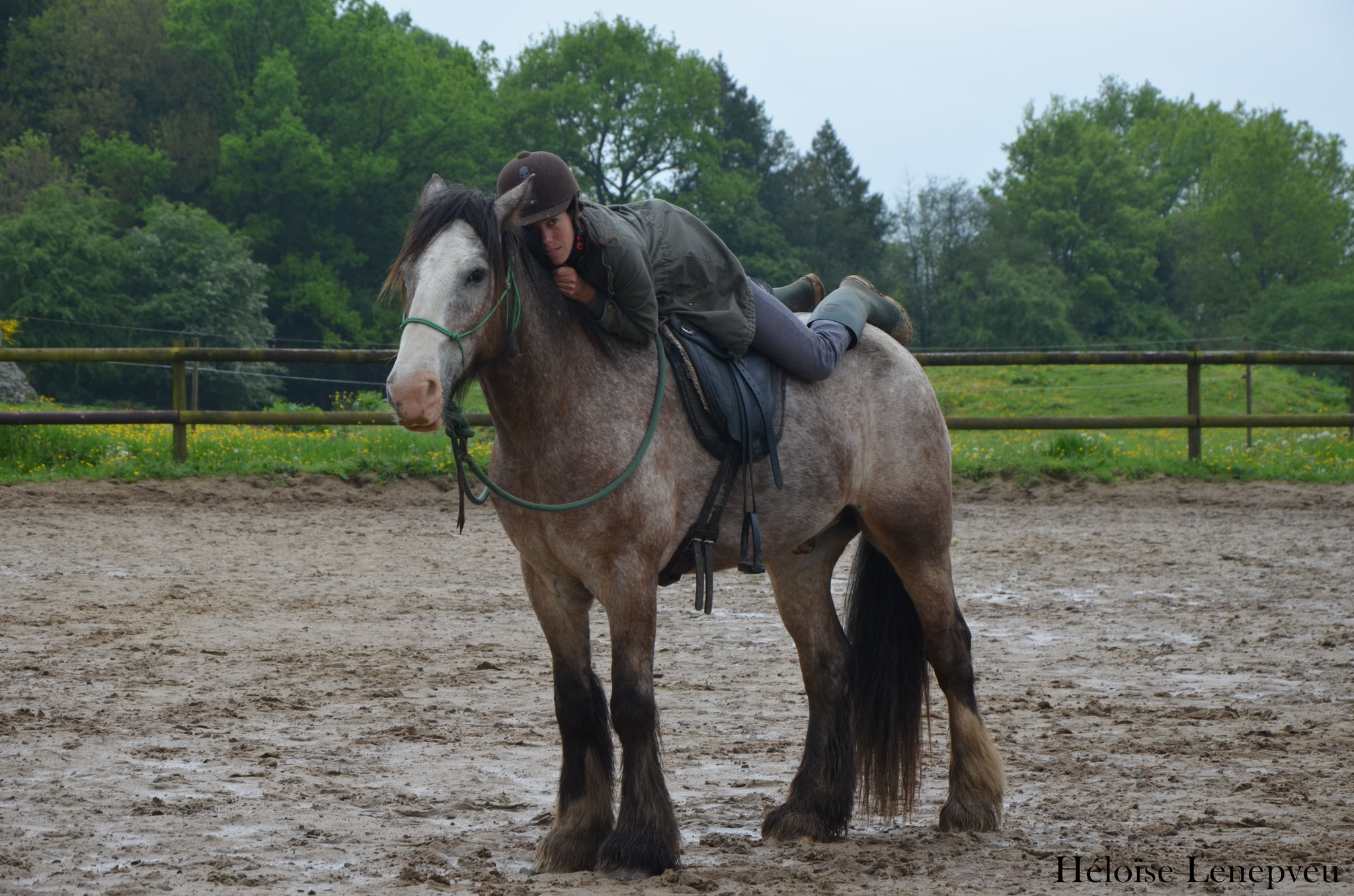 Débourrage de Sergio, Irish Cob de 8 ans
