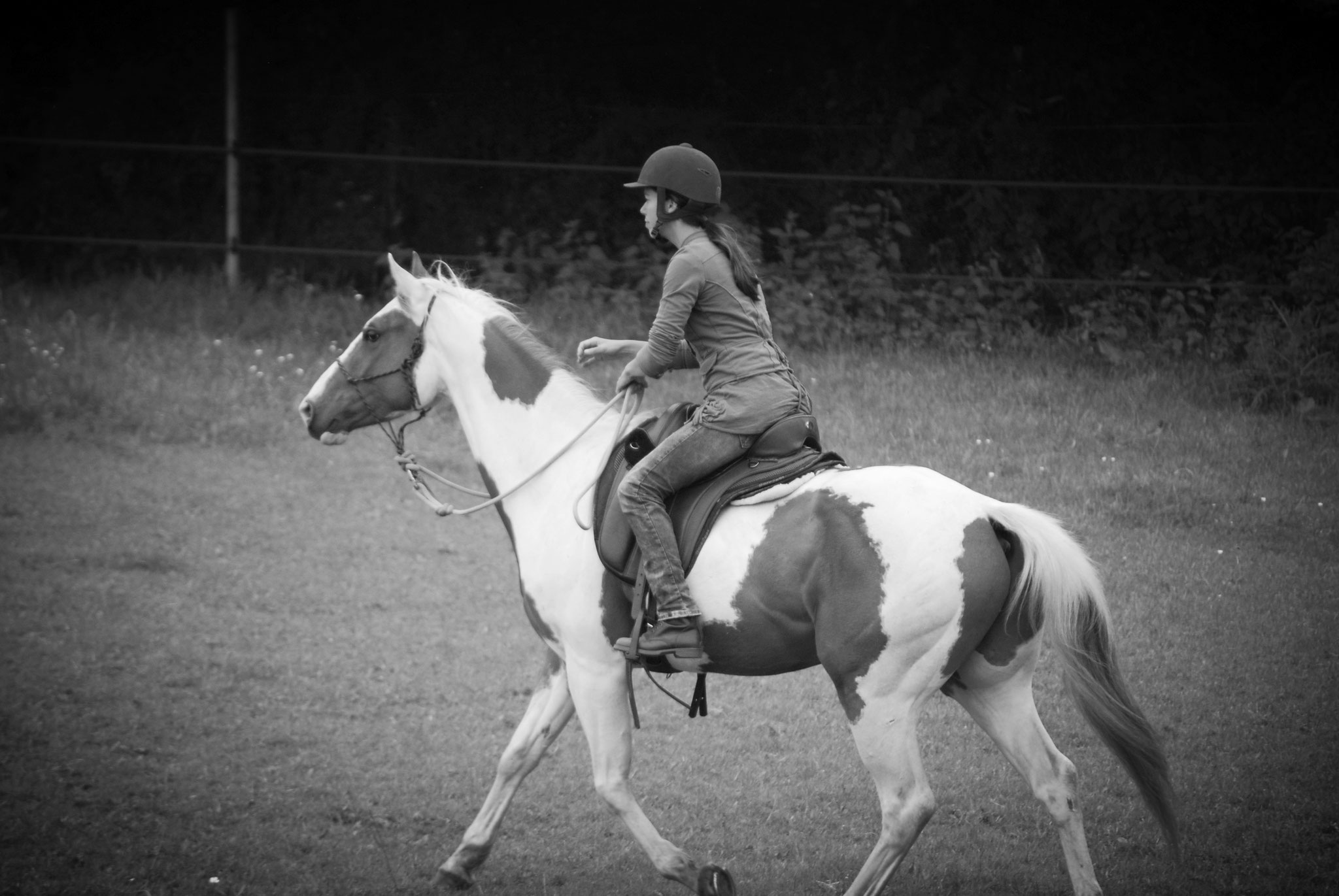 Débourrage de Dream, paint horse de 3 ans 
