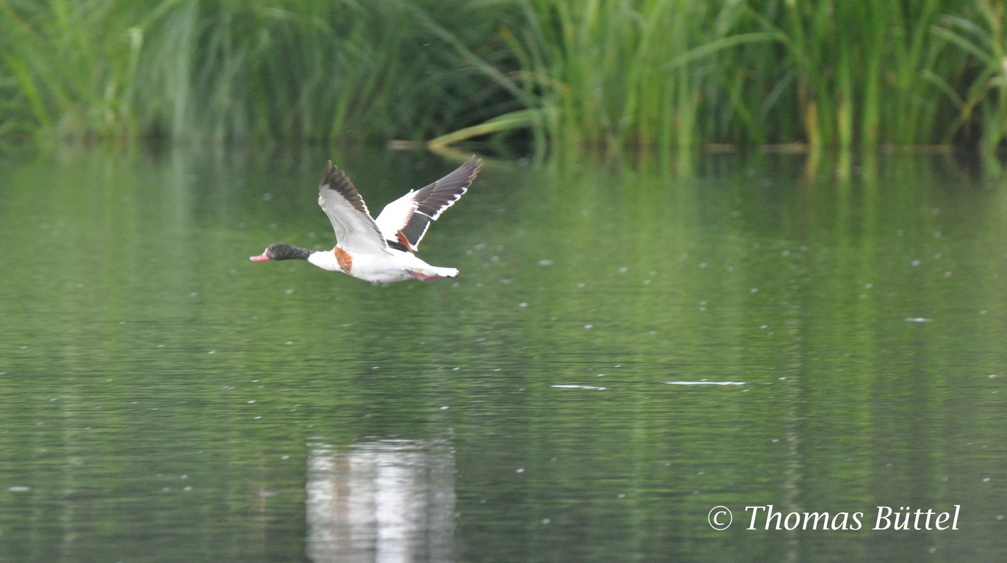 Shelduck - rarely seen during breeding season