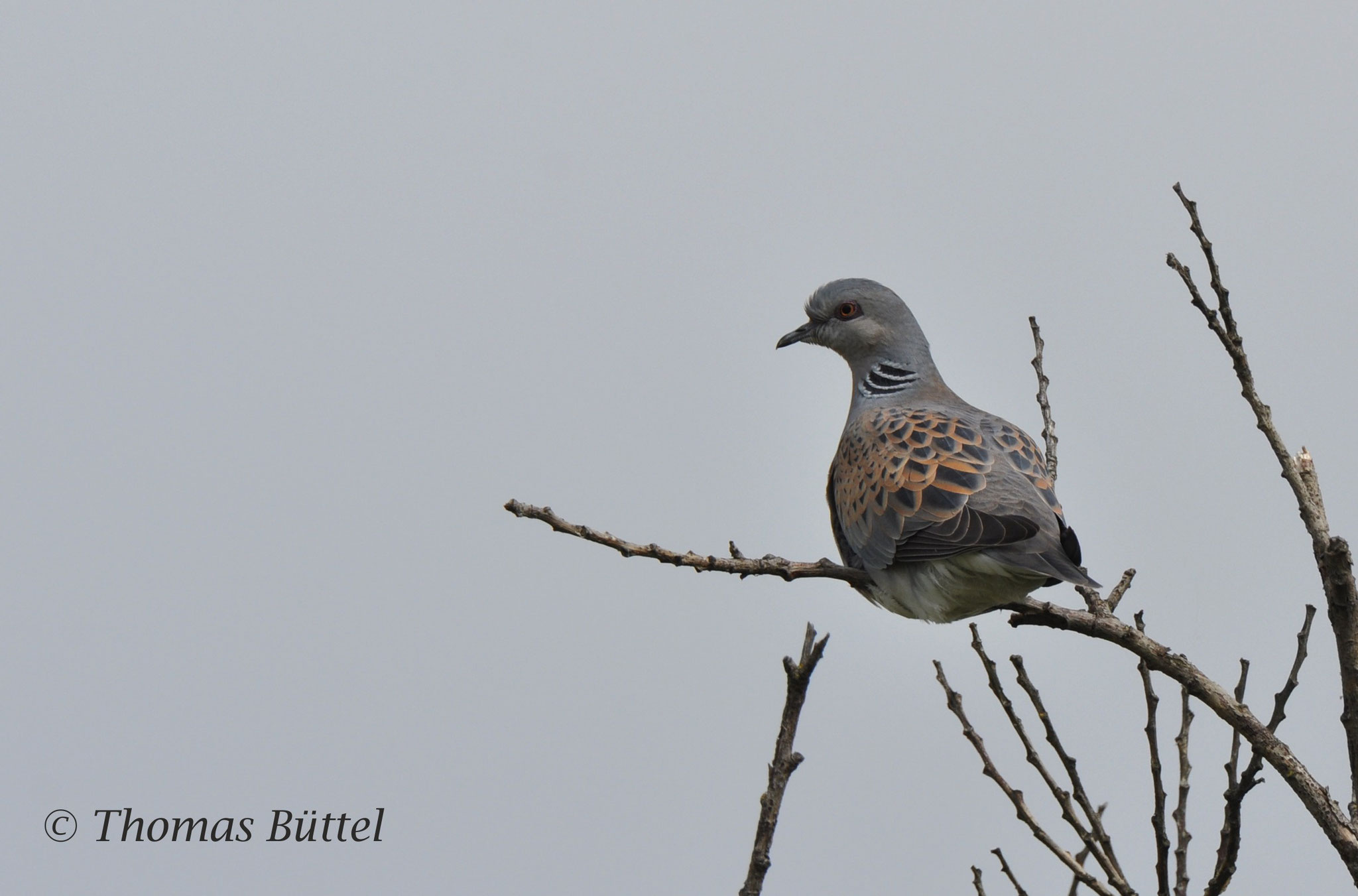 Turtle Dove