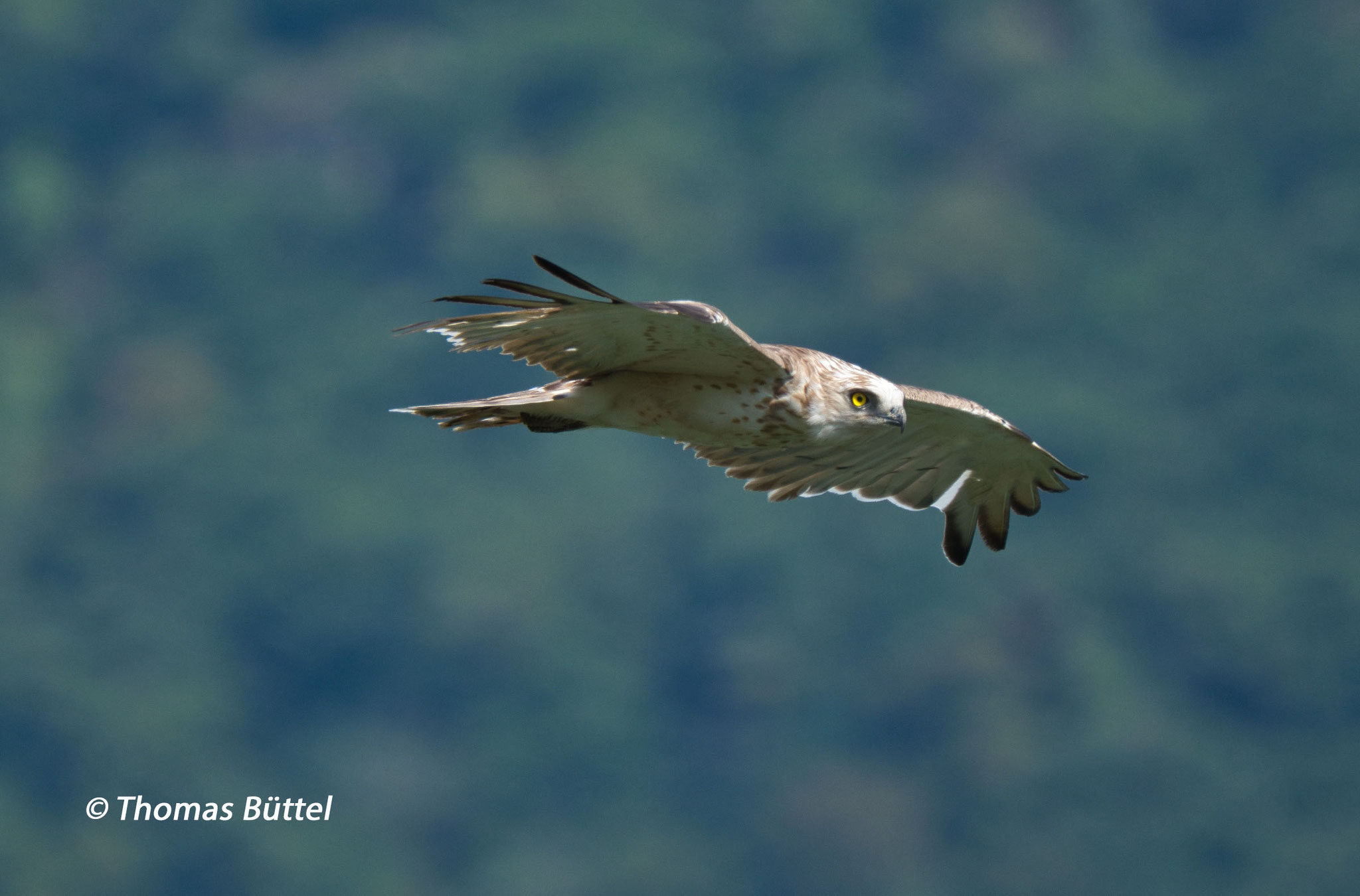 Short-toed Eagle