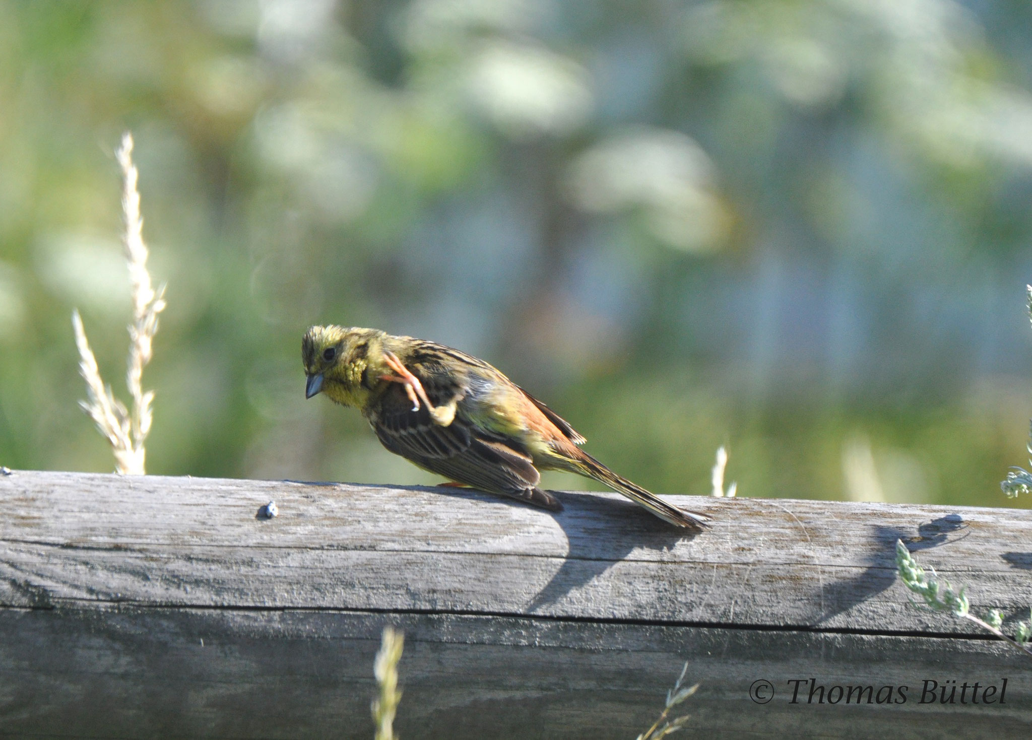 Yellowhammer