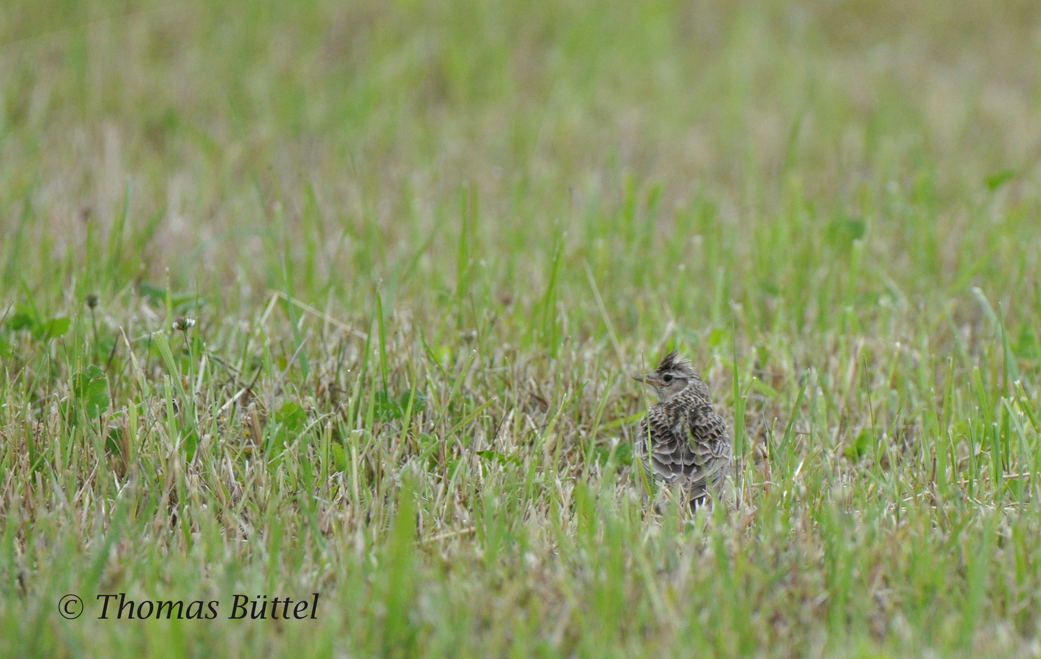 Skylark not in the sky