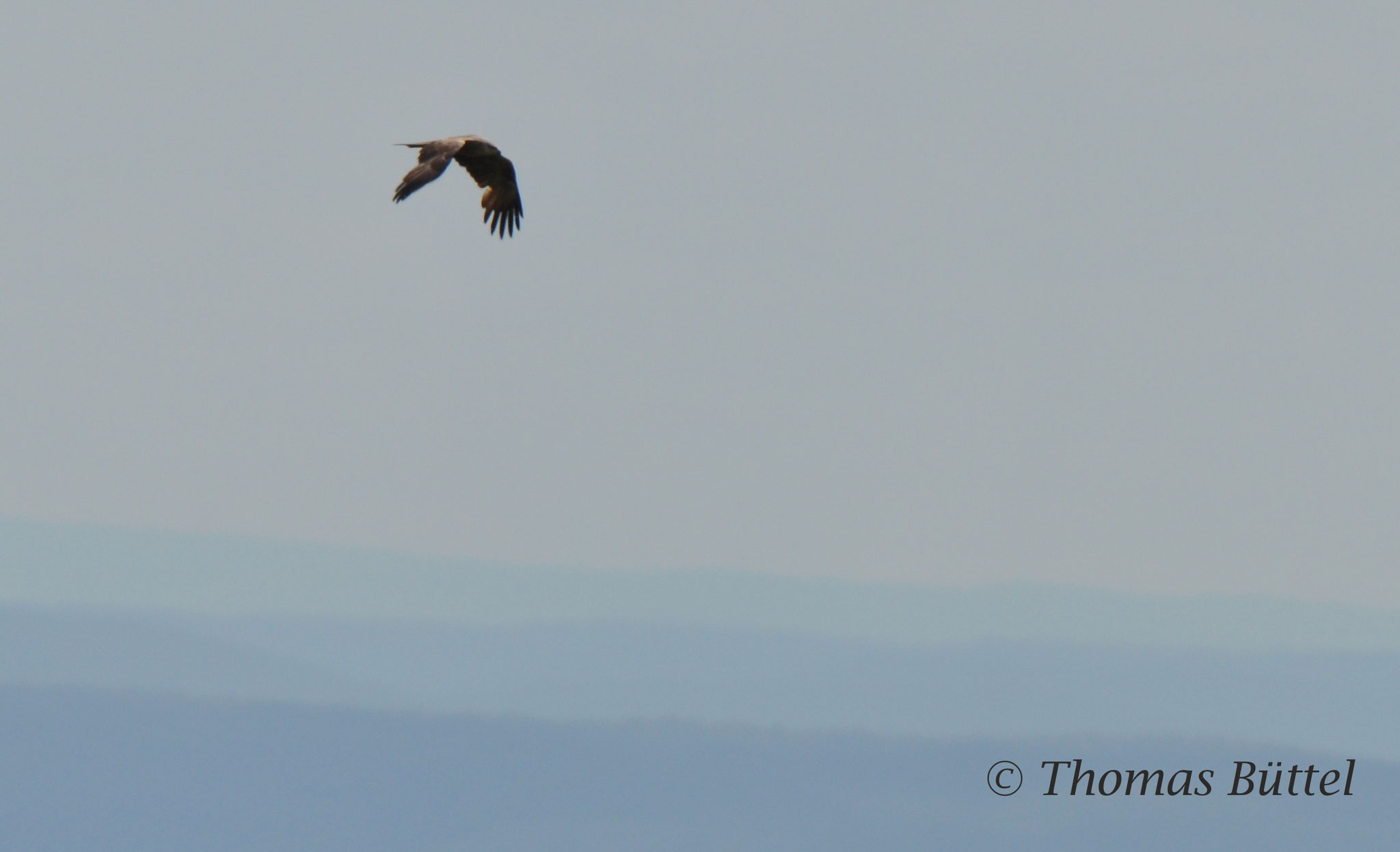 Black Kite